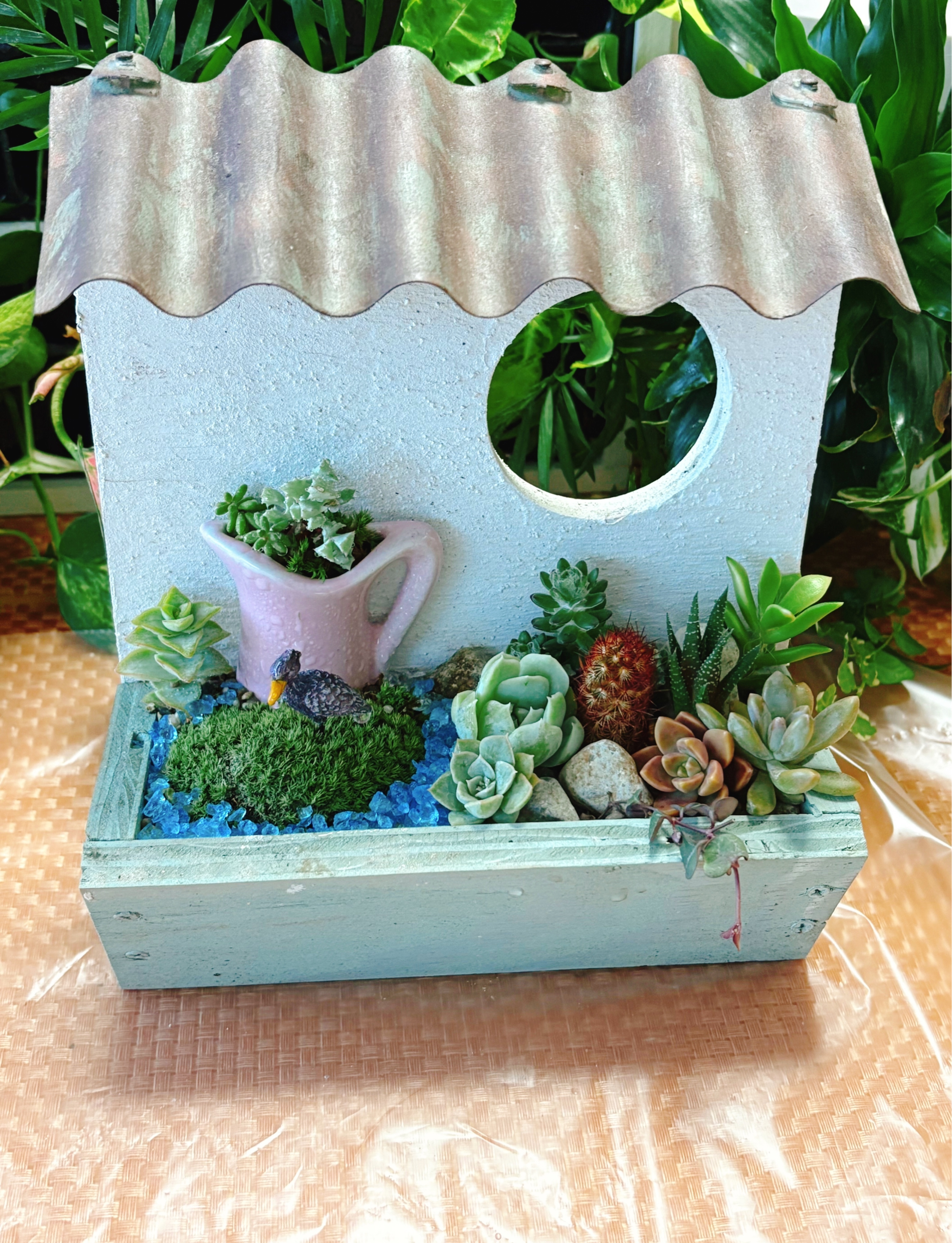 多肉と苔のコラボ | CAINZ DIY Square