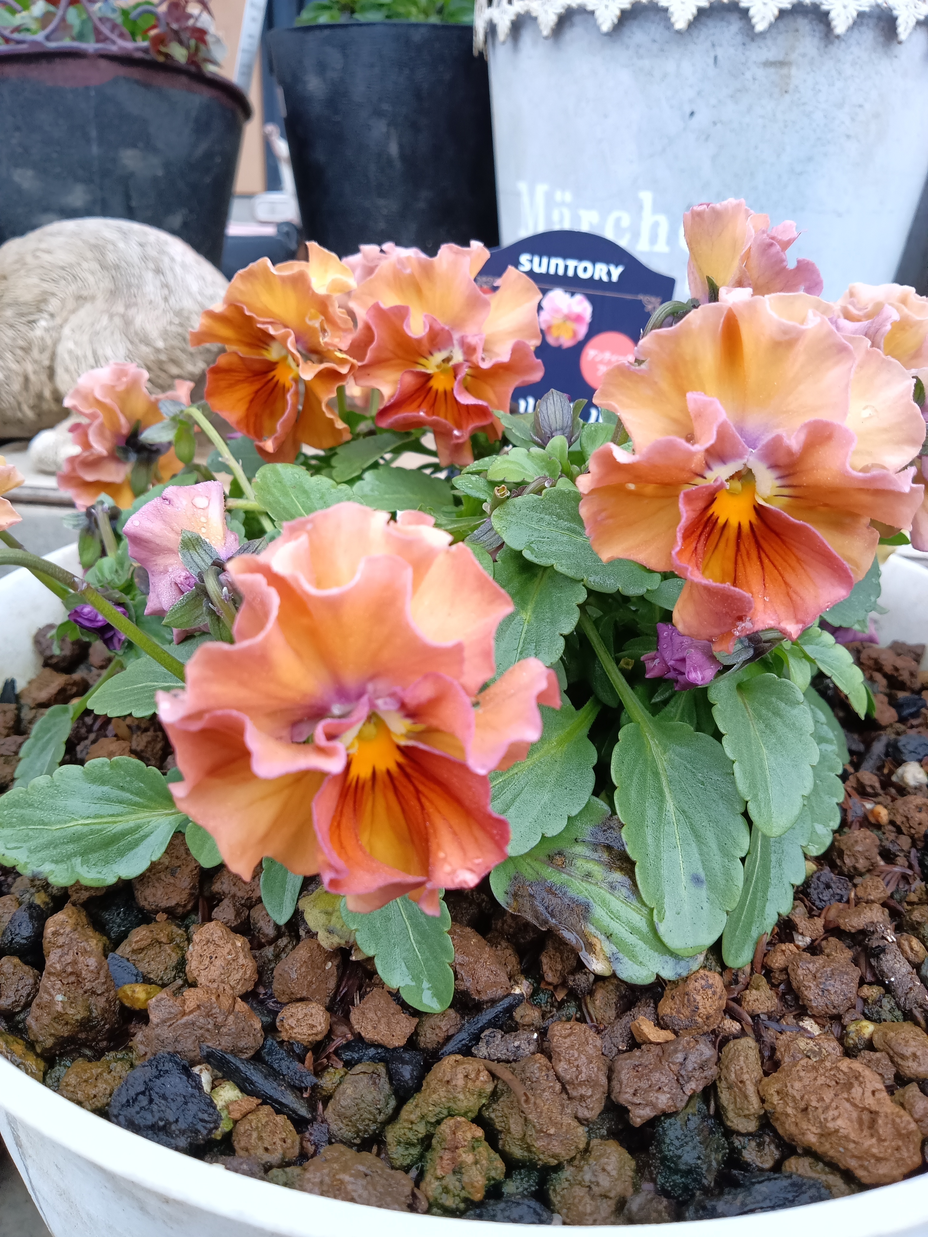 ミルフルの色やば可愛い‪❤️‍🔥 | SUNSUNガーデン‬