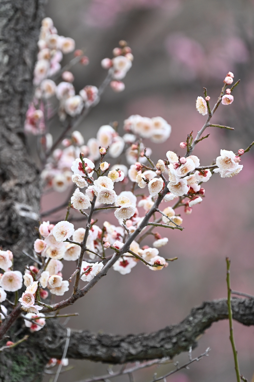 紅白梅 | PHOTO HUB by nikkor club