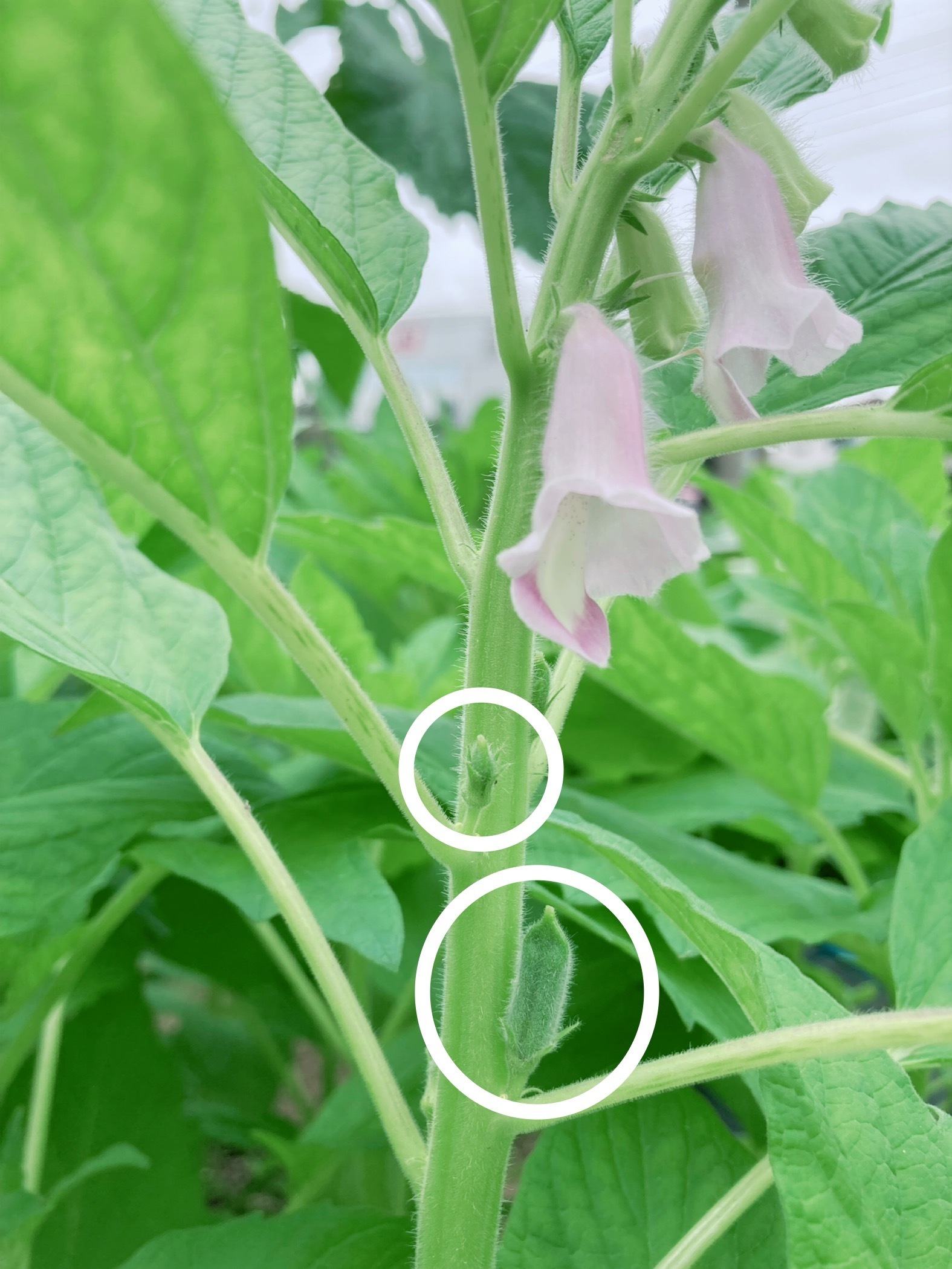 『わくわく野菜作り賞』胡麻の実が着き始めました | CAINZ DIY Square