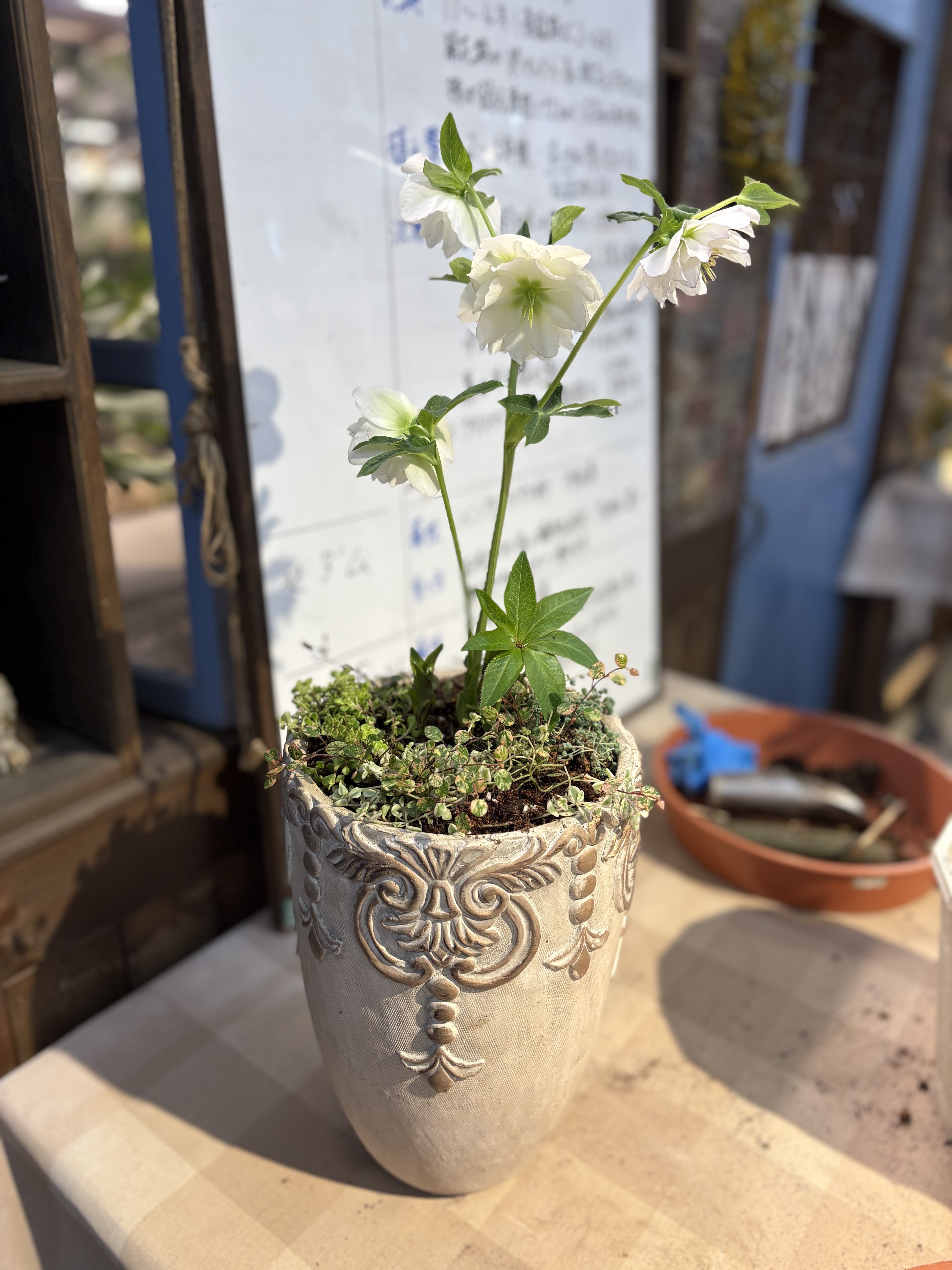 クリスマスローズの寄せ植え | CAINZ DIY Square