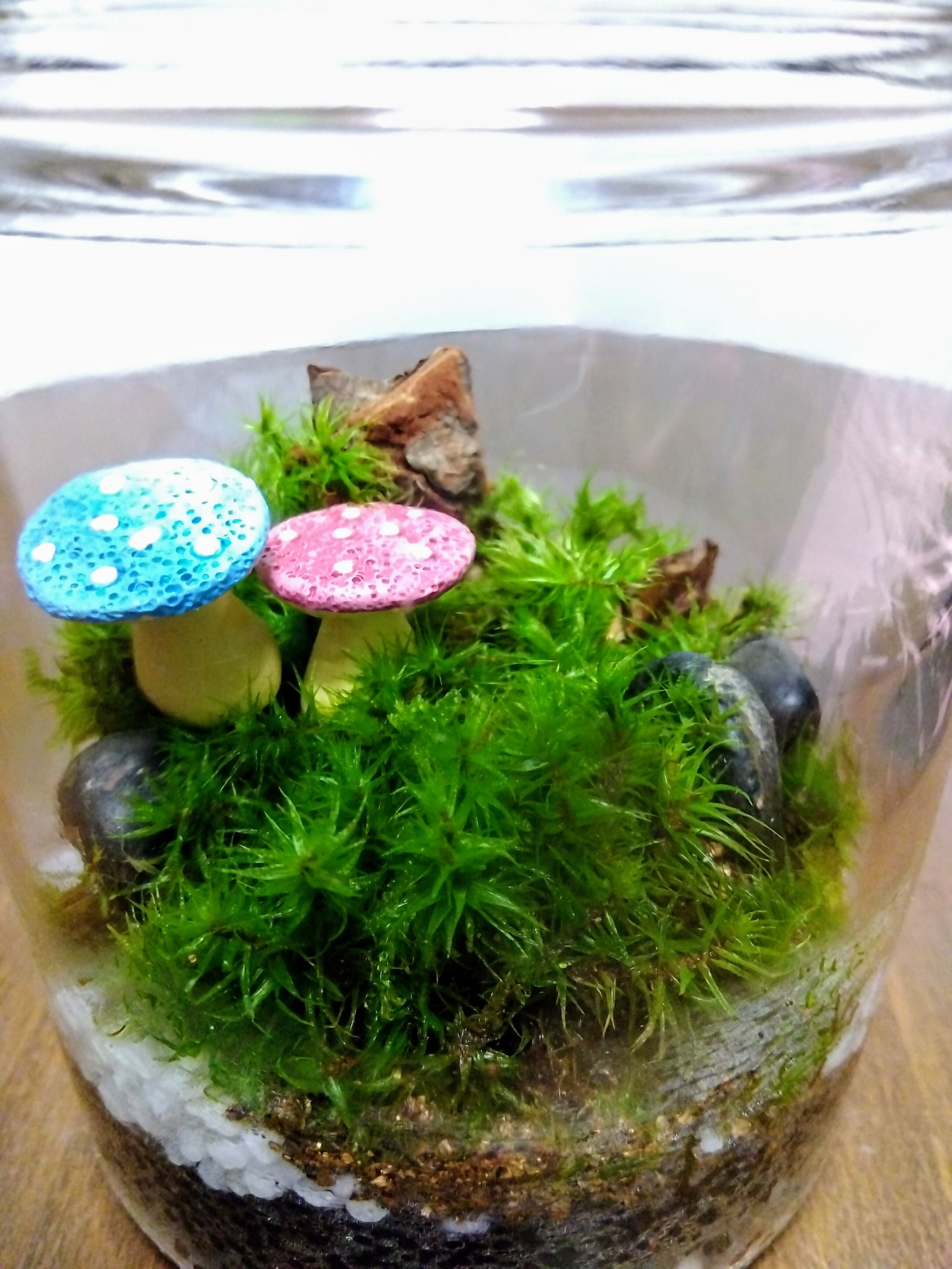苔テラリウム 🔰はじめての苔テラリウム🔰 | CAINZ DIY Square