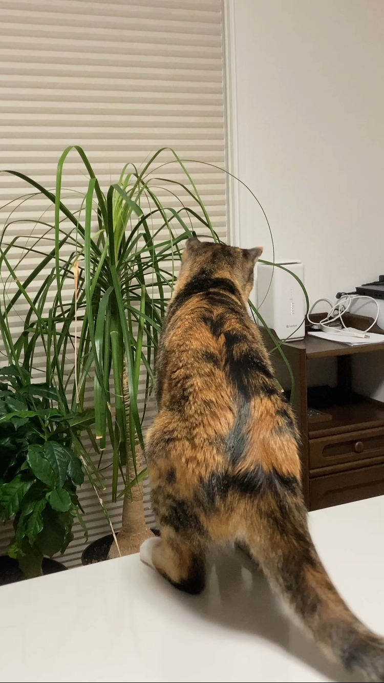 猫と観葉植物