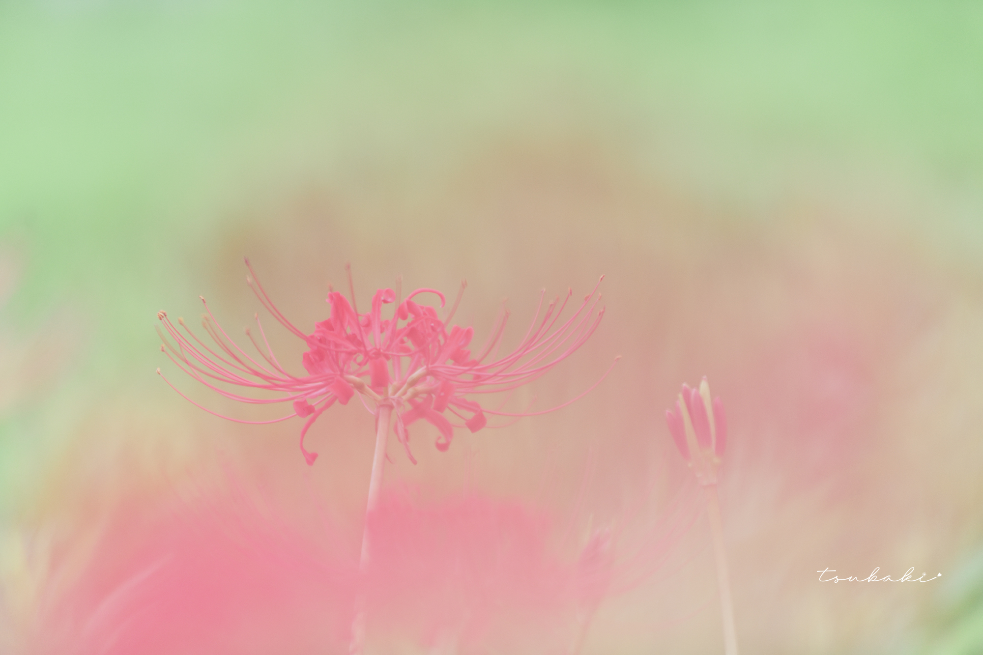 彼岸花 | PHOTO HUB by nikkor club