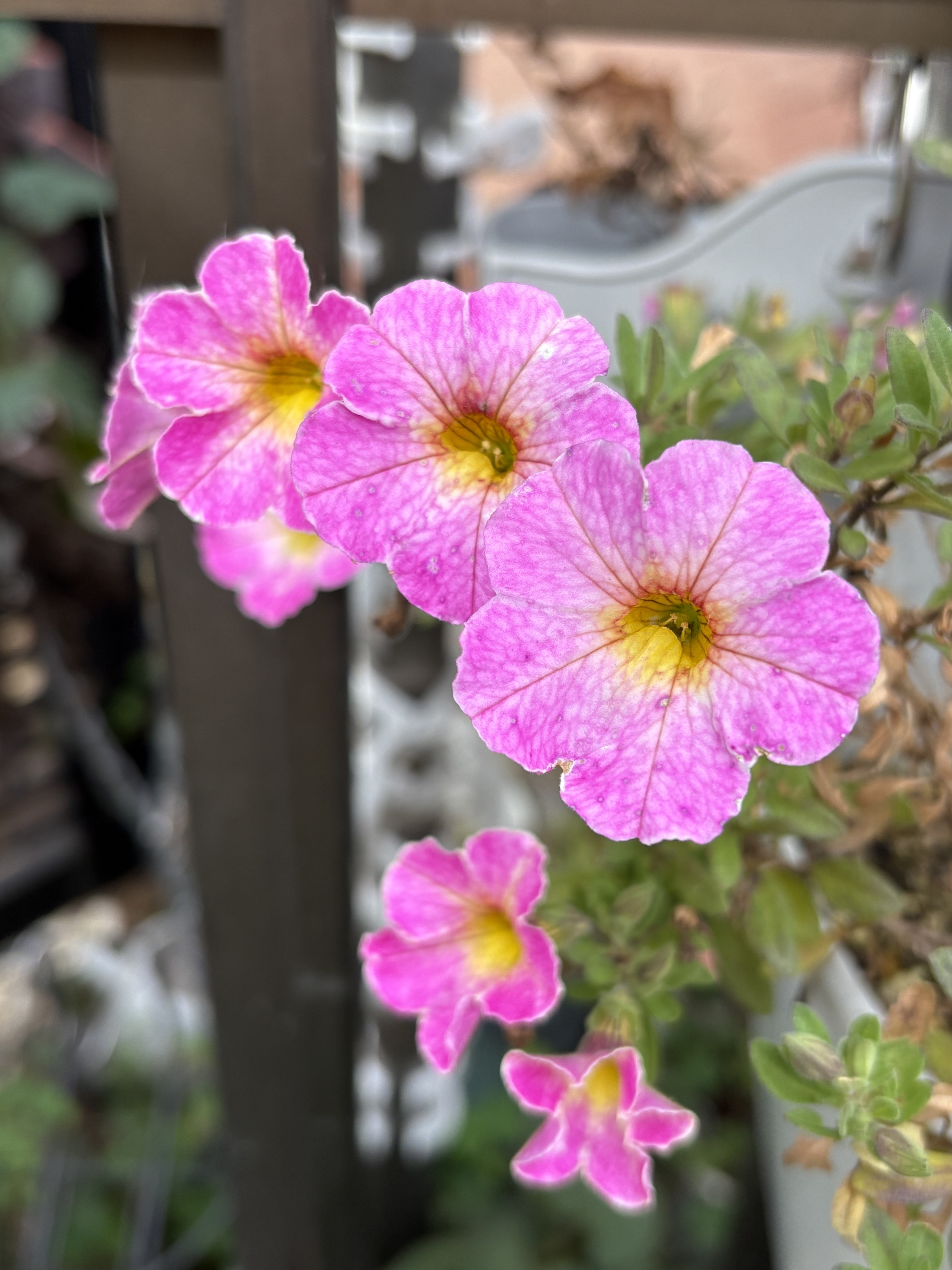 片付けられない🥲 | SUNSUNガーデン