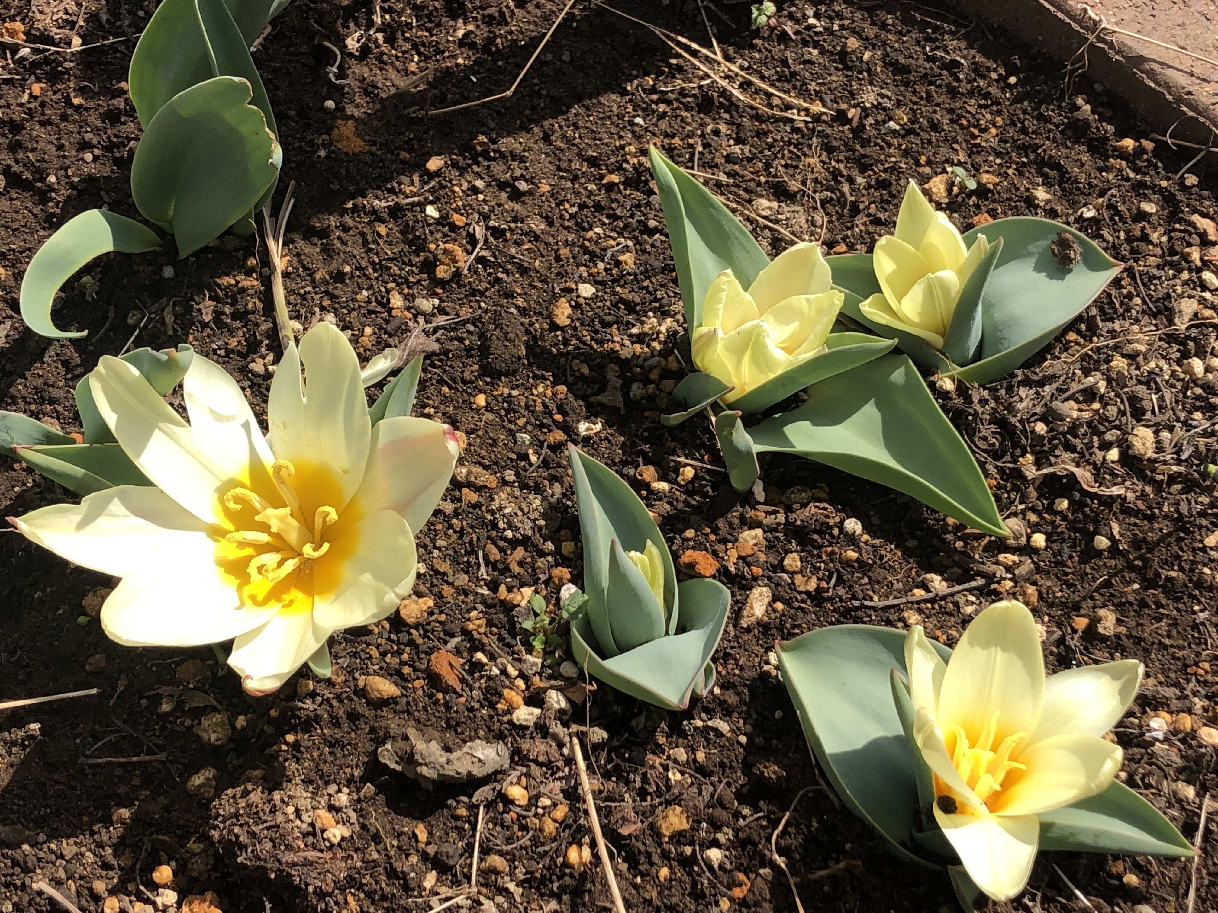 原種チューリップ♪ | CAINZ DIY Square