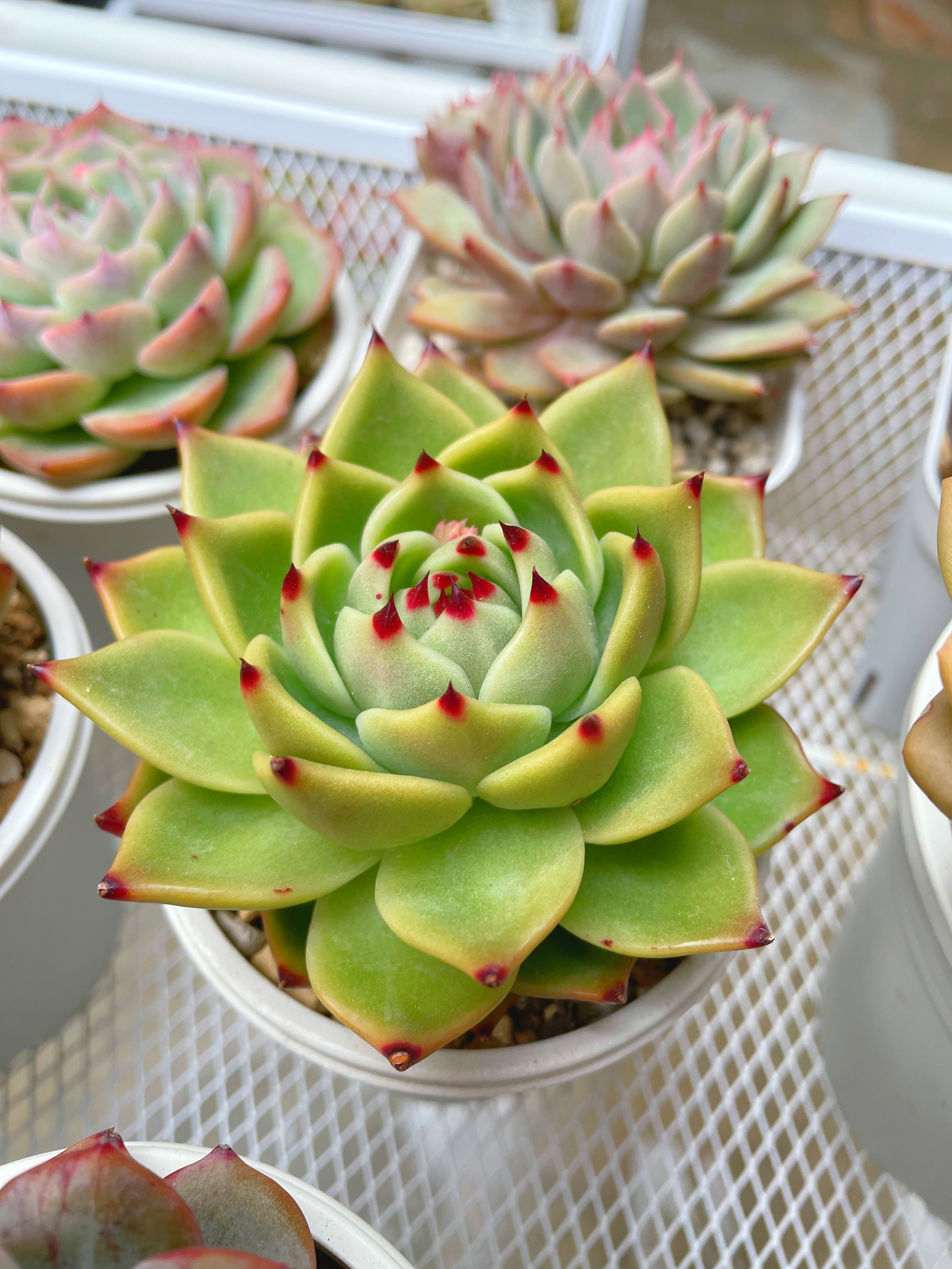 エケベリア ブルードラゴン✨ | CAINZ DIY Square