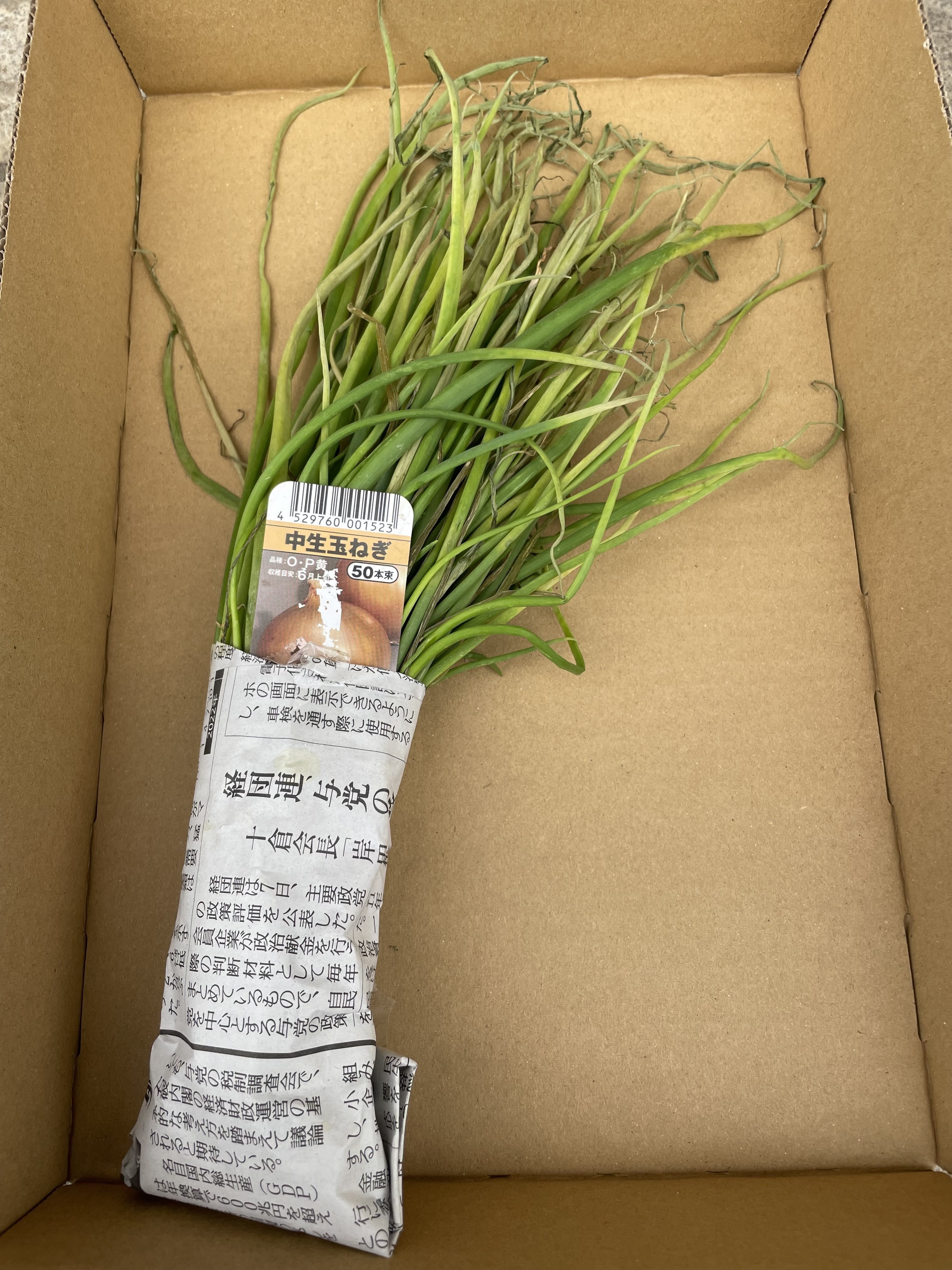 mrncsページ▼玉ねぎ苗 園芸マルチを初めて使って、玉ねぎの苗植え | CAINZ DIY Square