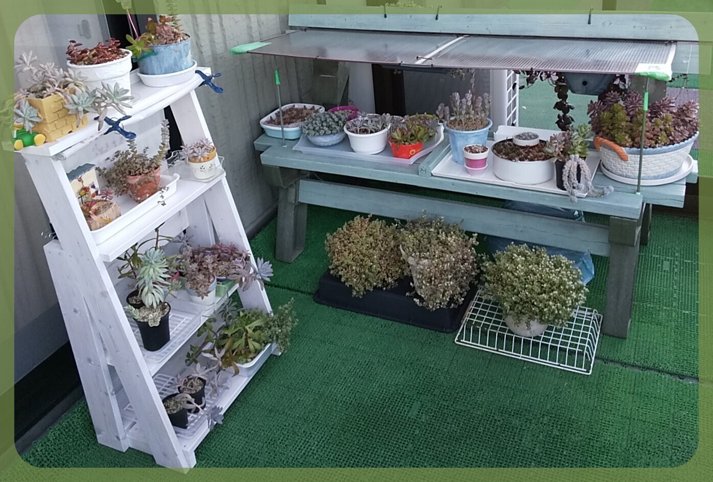 多肉植物棚　GSP-WB2 多肉植物 棚 2段」の人気商品一覧 | 安い商品を通販サイトから探す