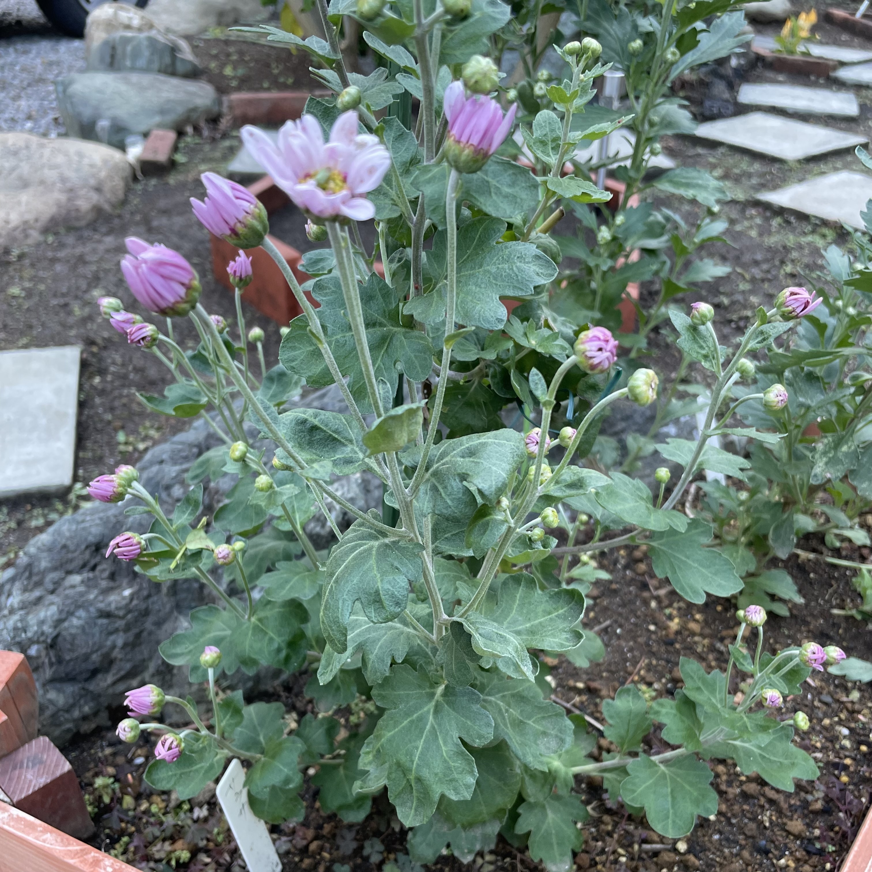 秋咲き小菊、サラサ咲いてきた | CAINZ DIY Square