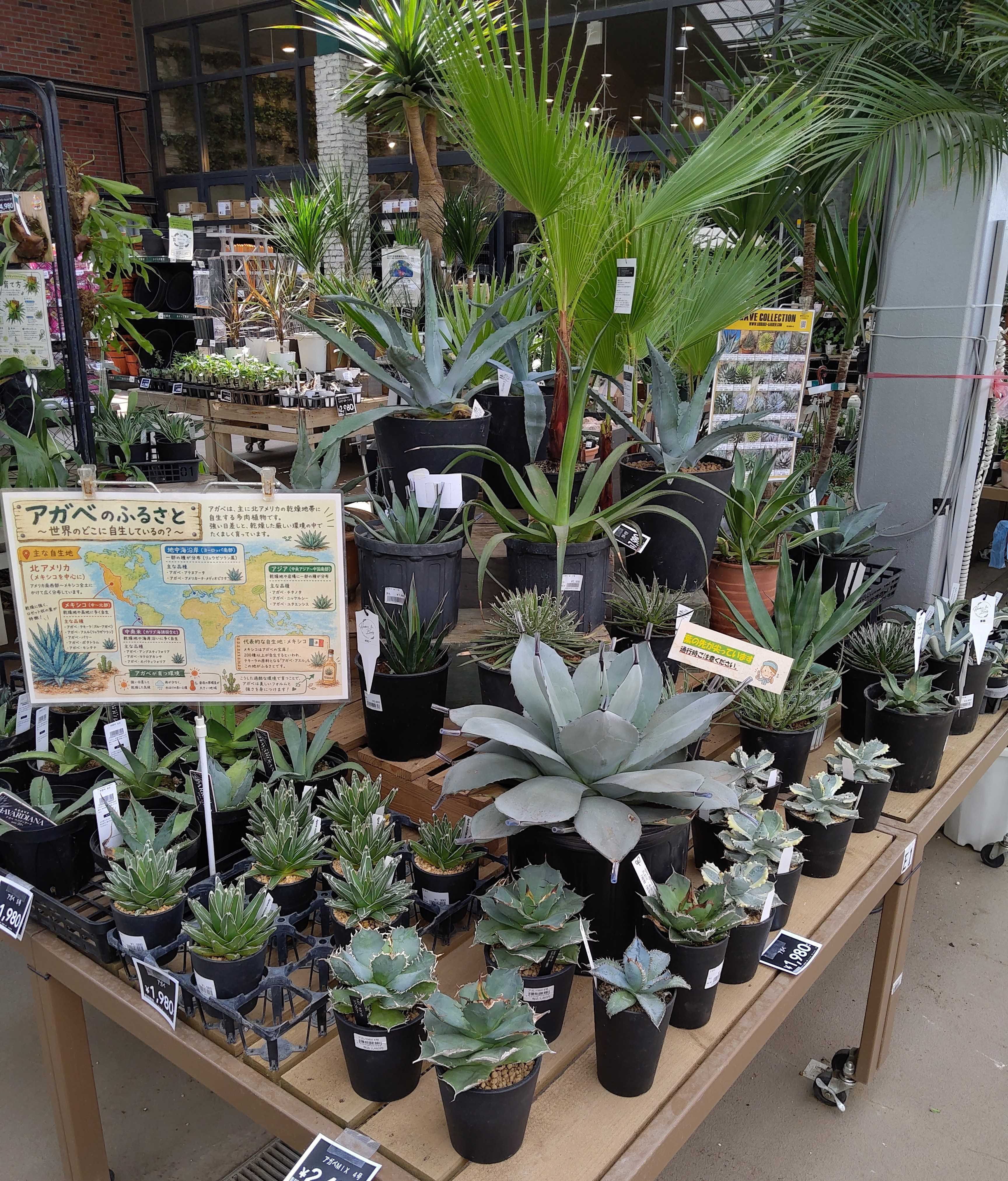 8/1入荷】個性豊かな塊根植物が入荷しました🪴 | CAINZ DIY Square