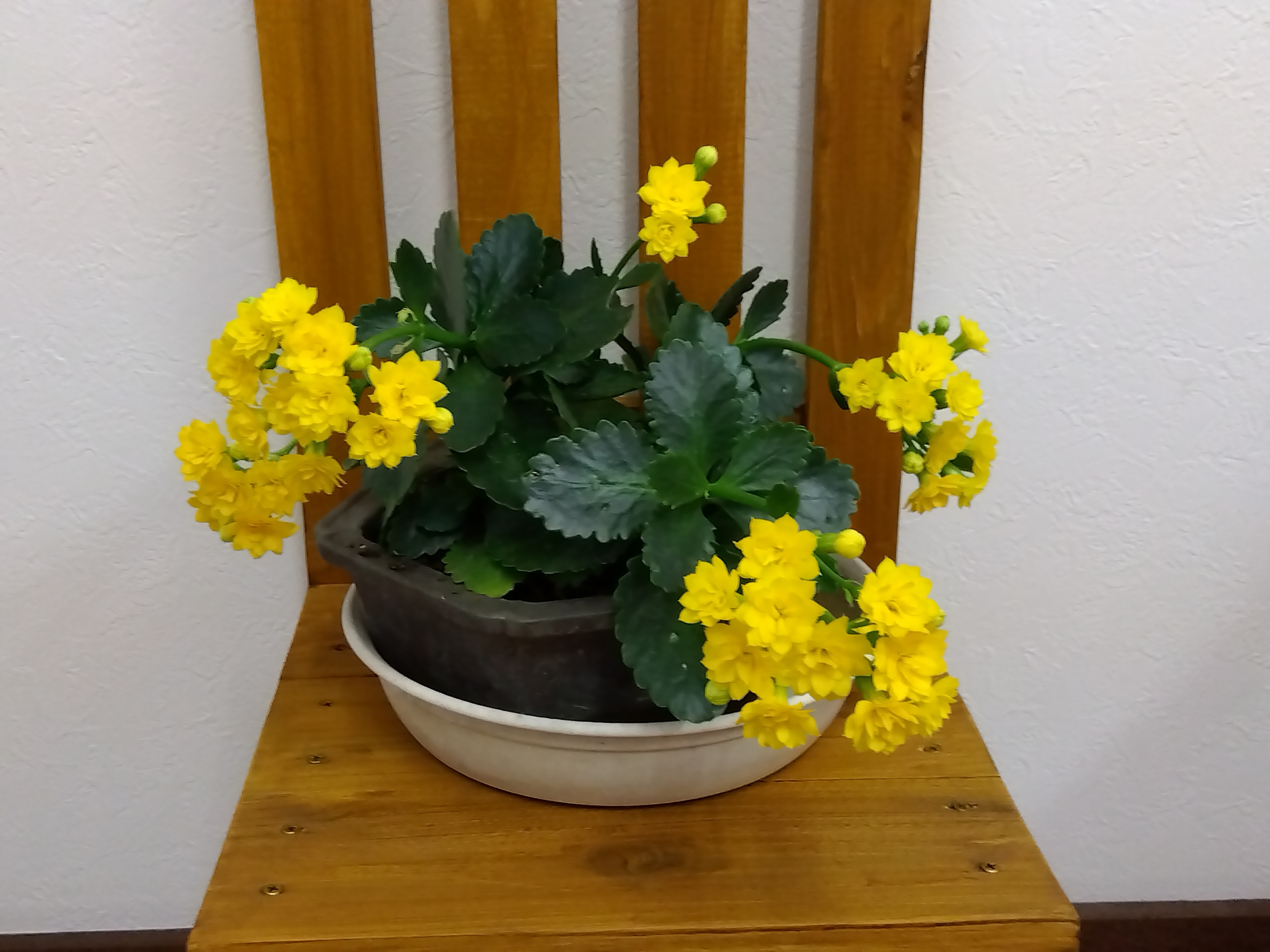 黄色のカランコエが沢山咲きました | CAINZ DIY Square