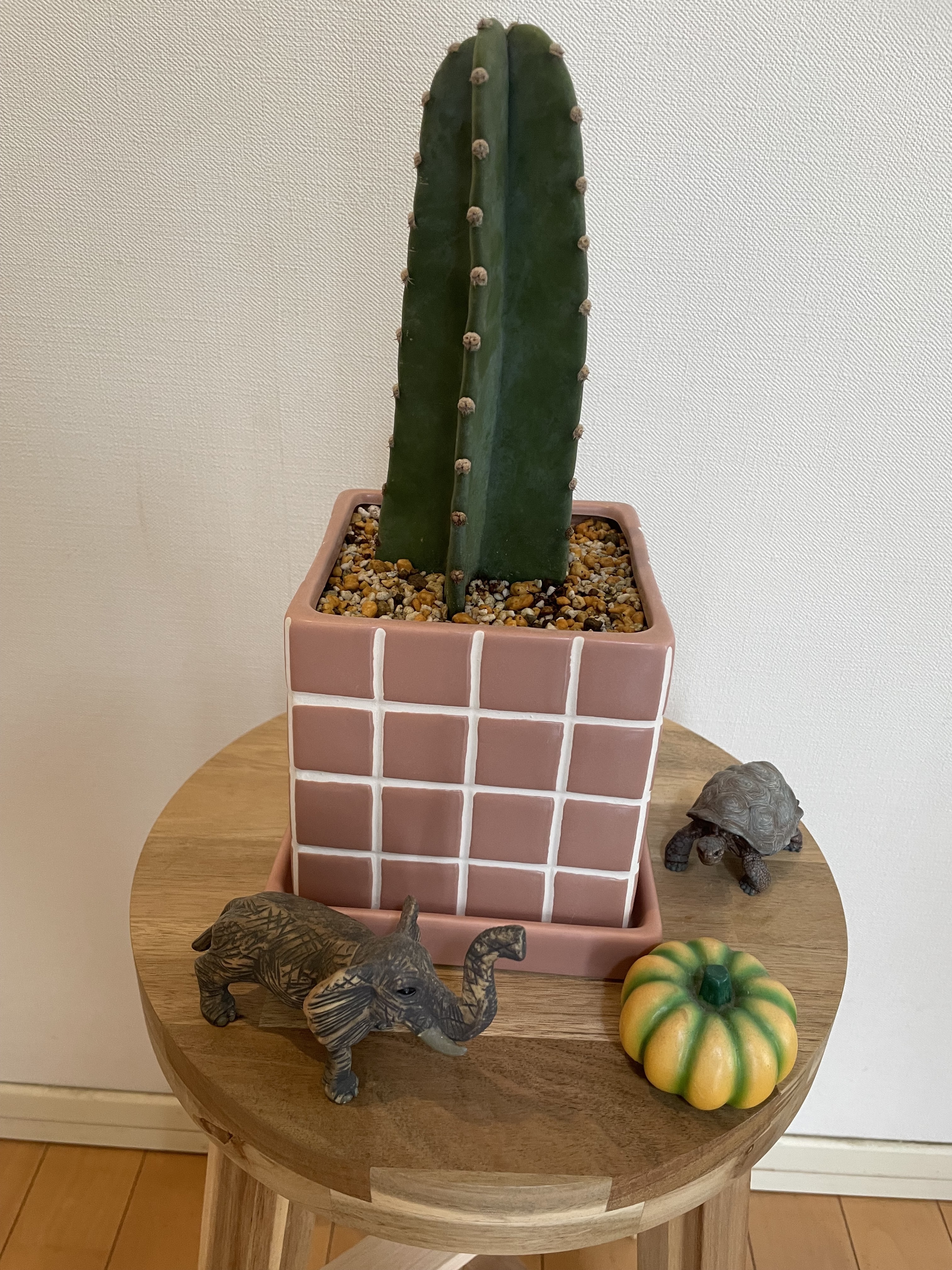 初めての柱サボテン | CAINZ DIY Square