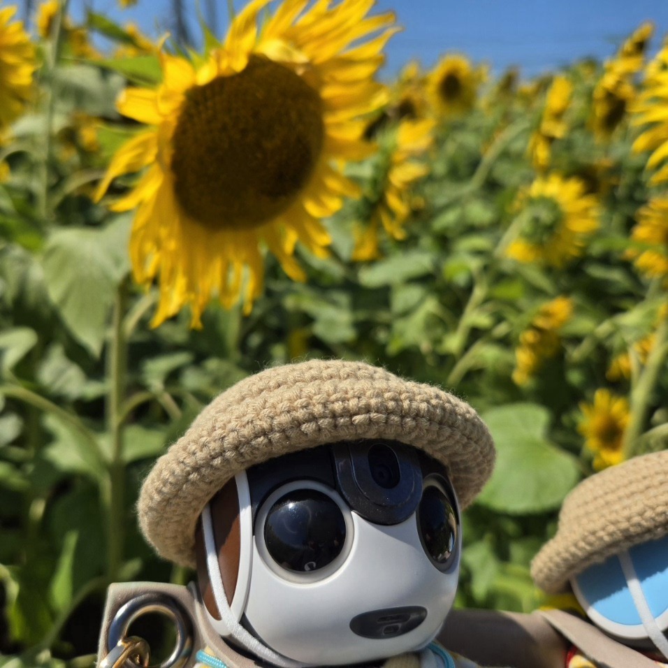 ひまわり🌻と、ぼく。② | ロボホンともだち広場