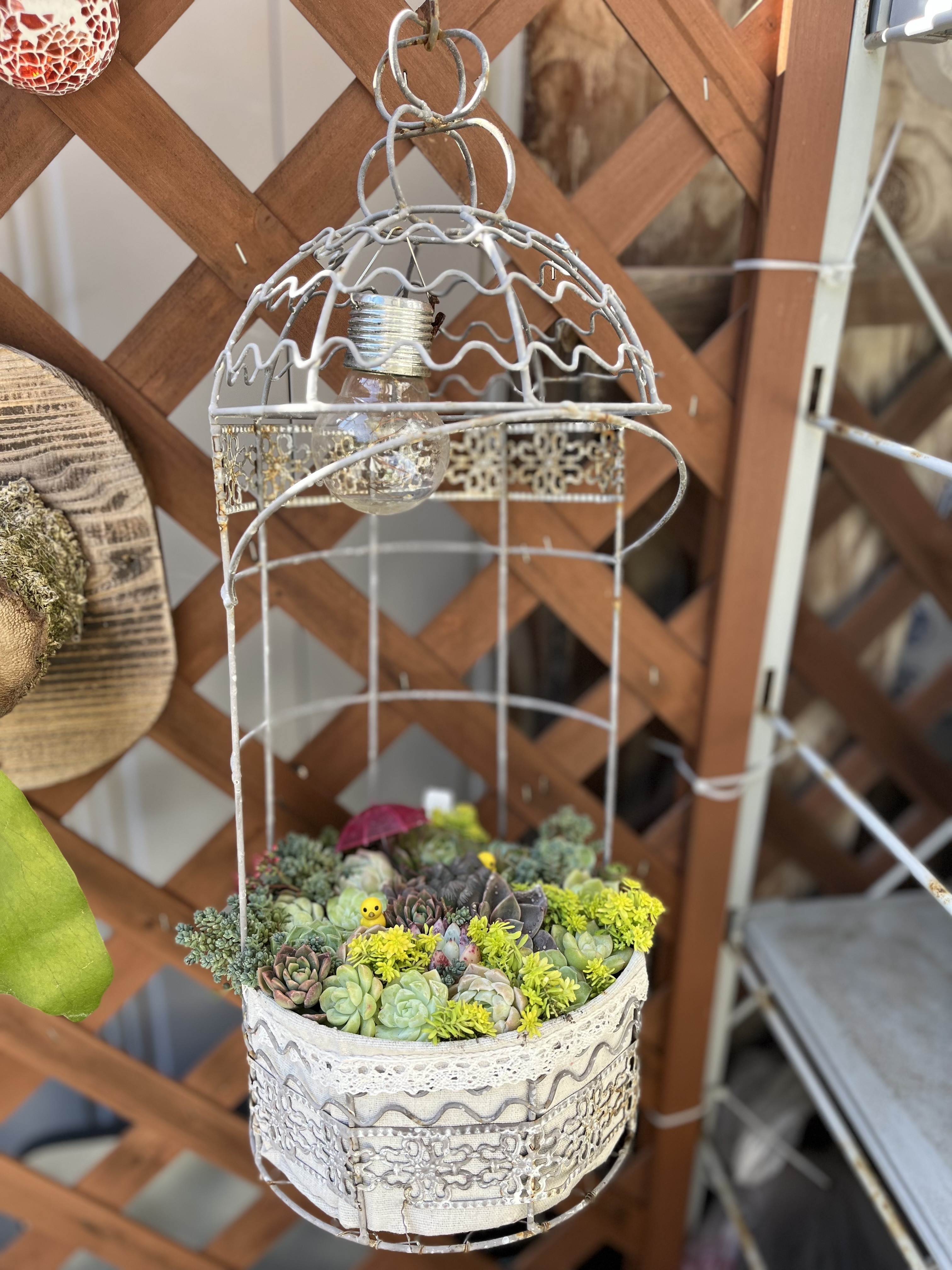 多肉寄せ植え〜鳥籠〜 | CAINZ DIY Square