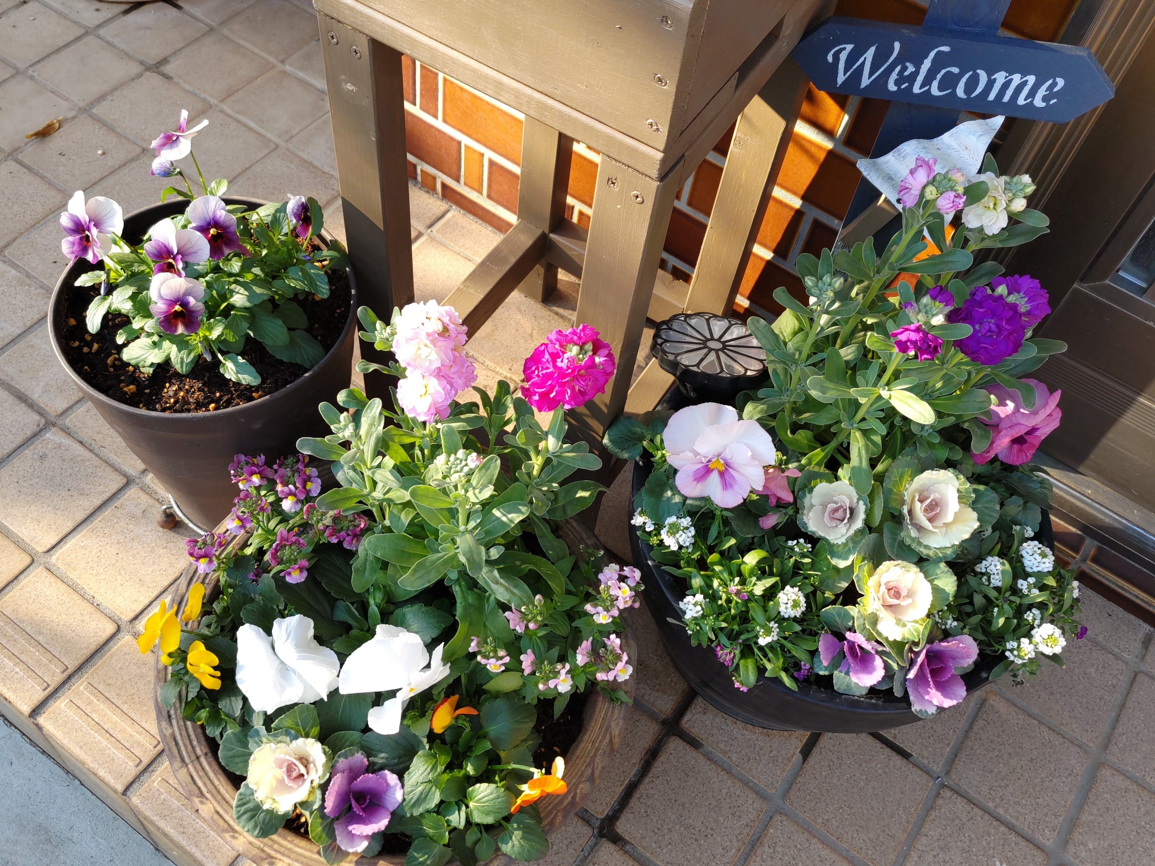 寄せ植えしてみました💮✨ | CAINZ DIY Square