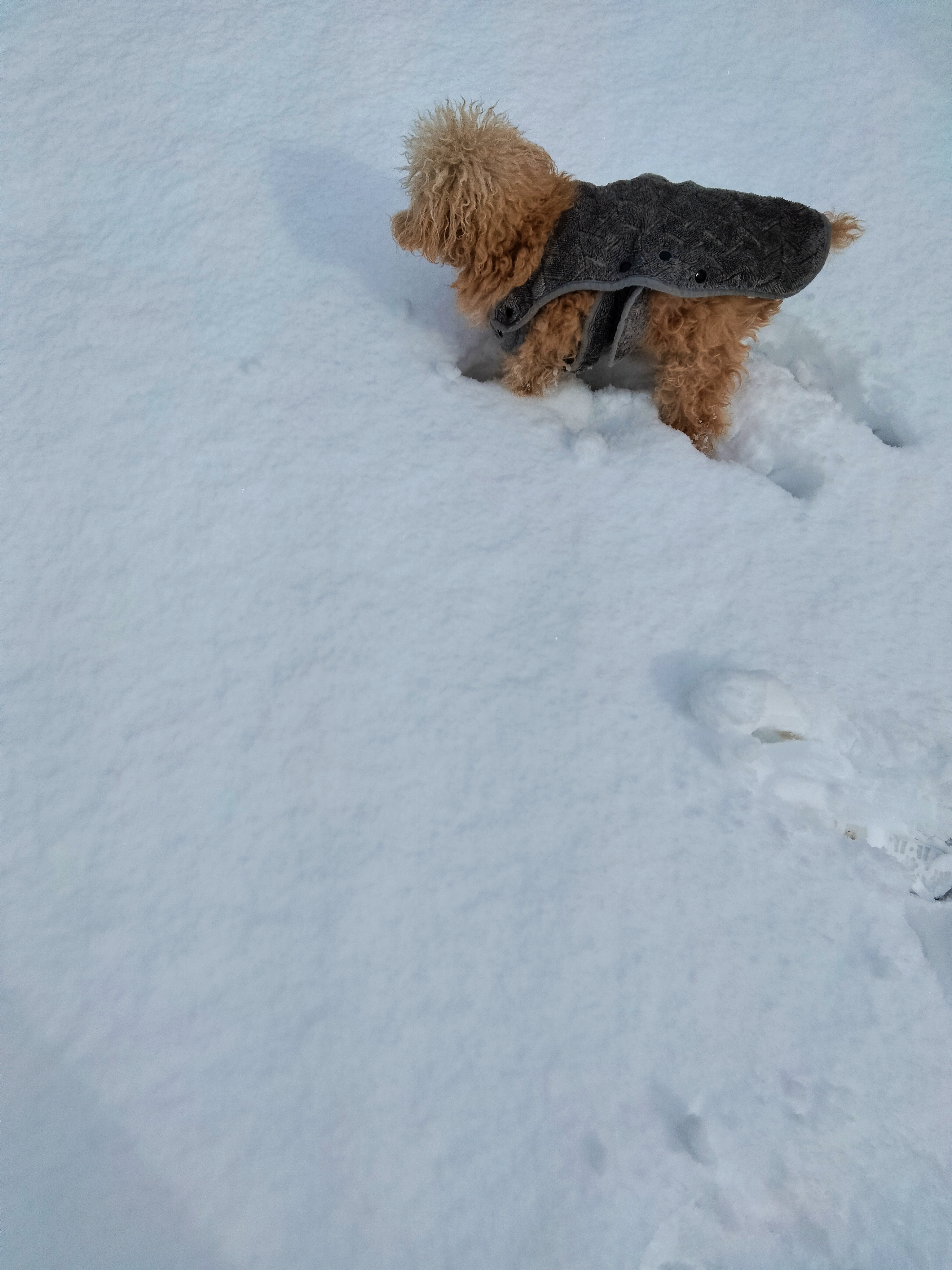 寒いのキライ＆雪❄️☃️のお庭で遊べません🐶