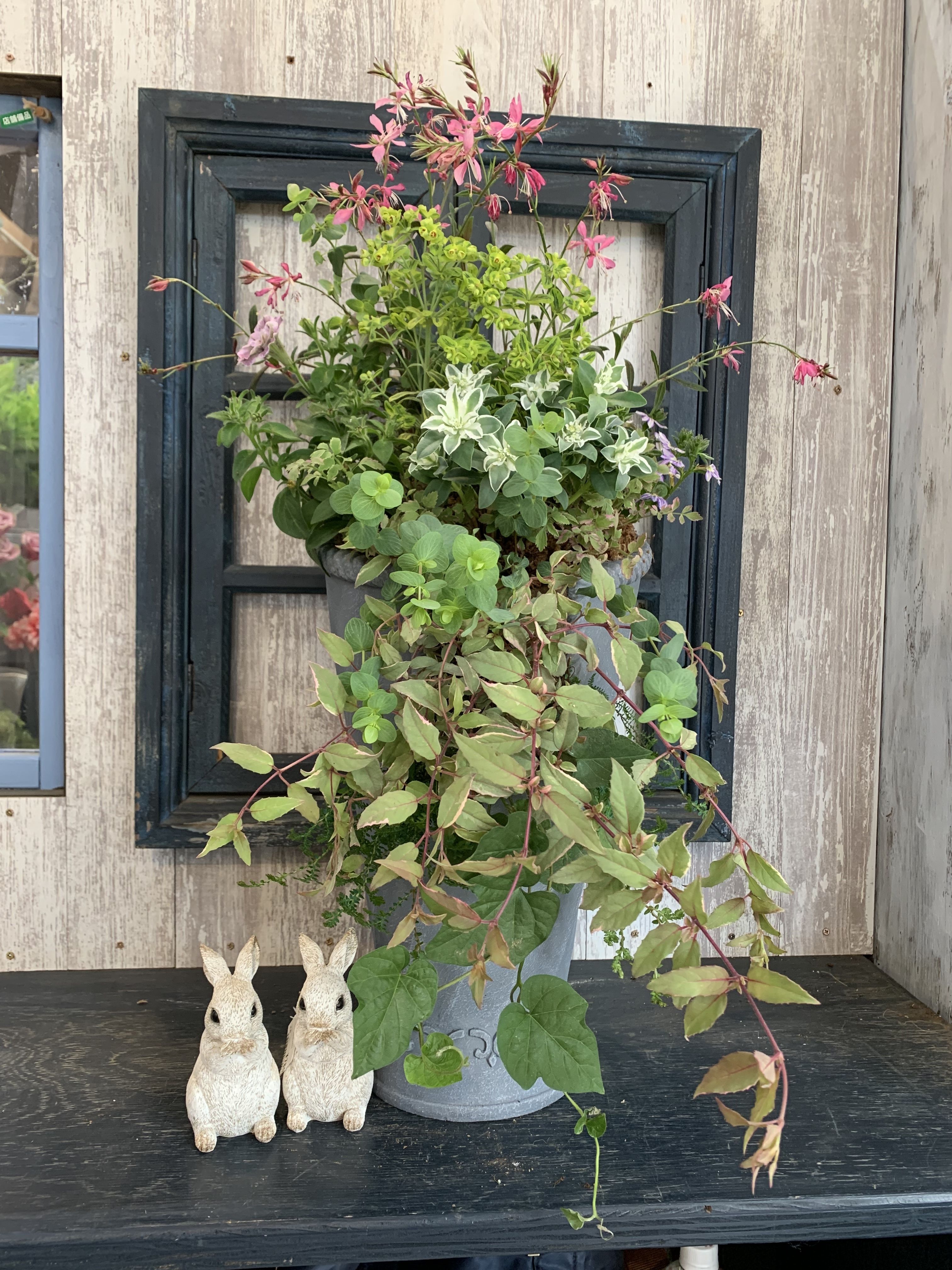 寄せ植え | CAINZ DIY Square