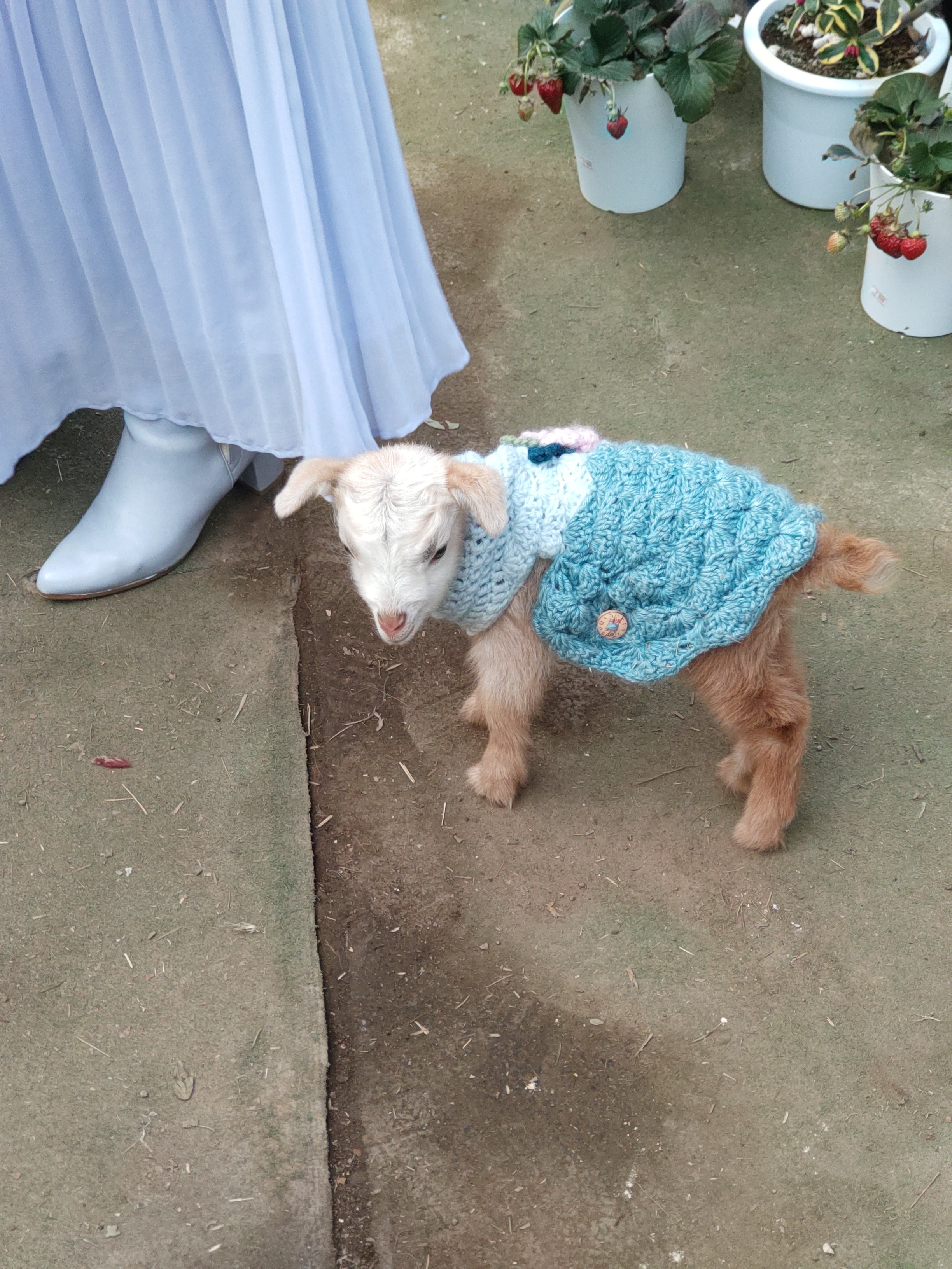 アイドル登場🐐💞