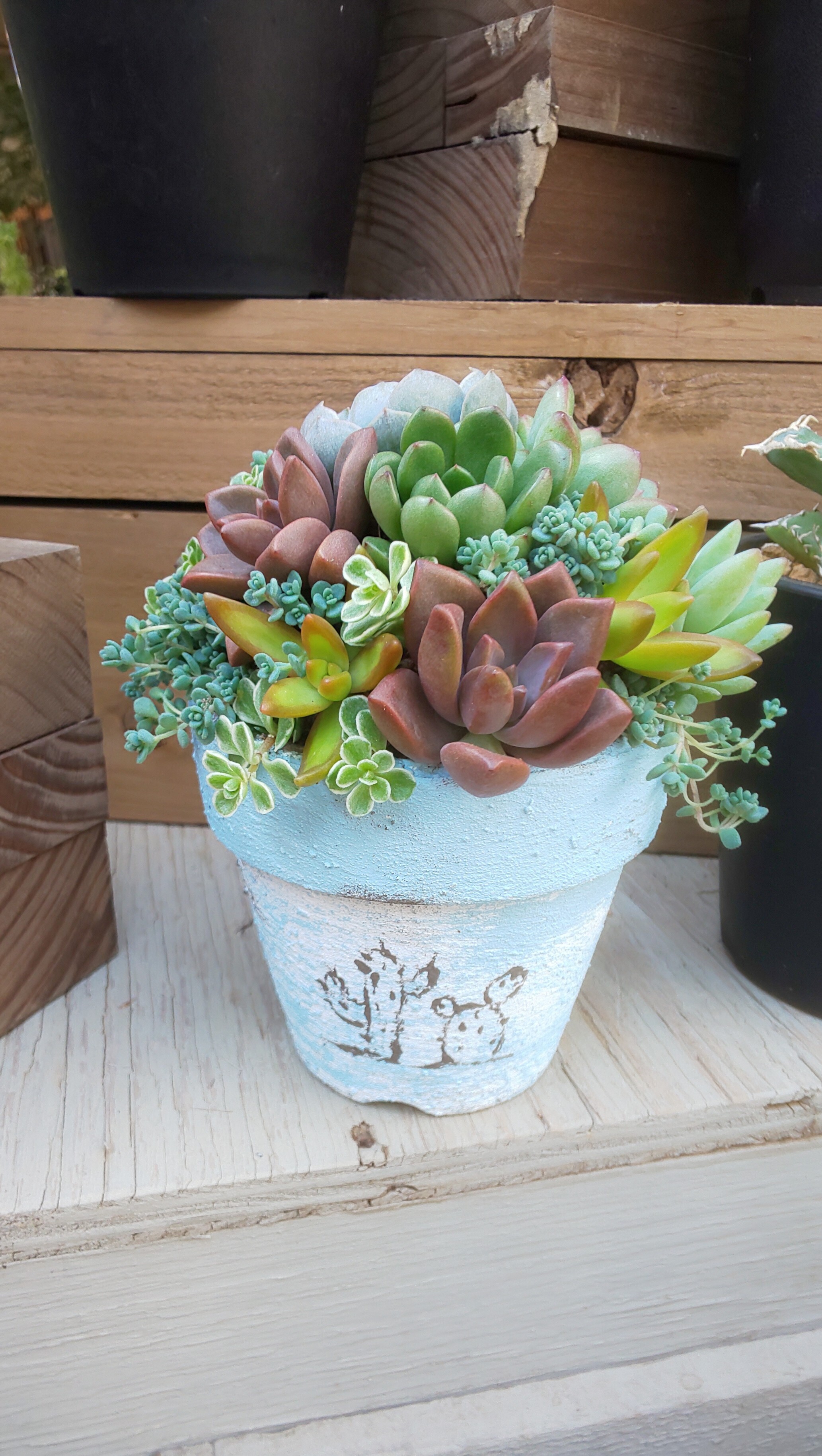 リメイク鉢に多肉の寄せ植え | CAINZ DIY Square