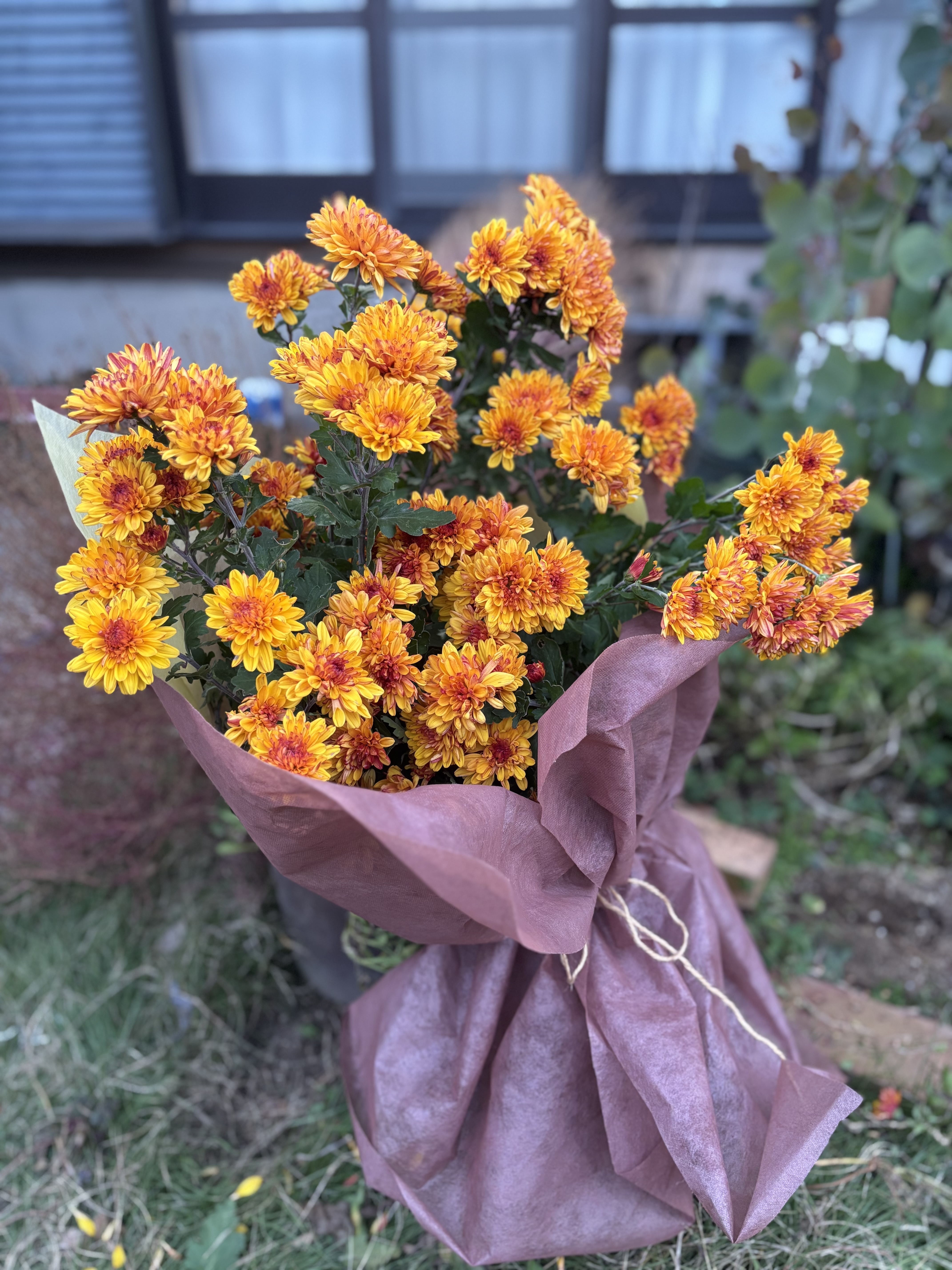 ミックスカラーの菊の鉢植え ミックスカラーの菊の鉢植え 園芸ネット