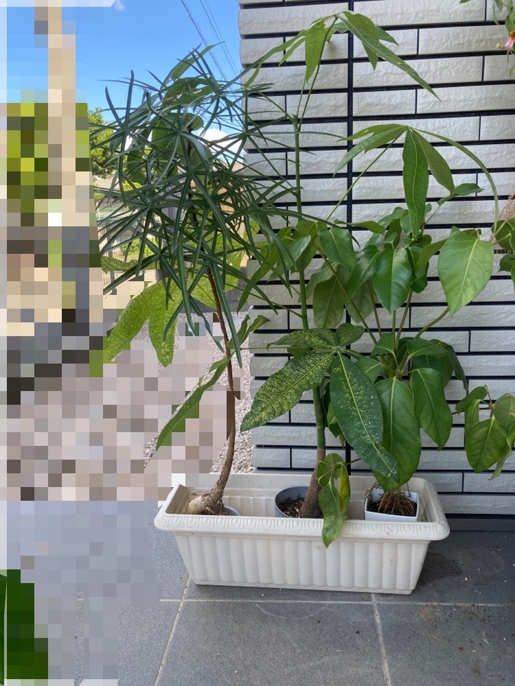 ボトルツリー植え替中 | CAINZ DIY Square