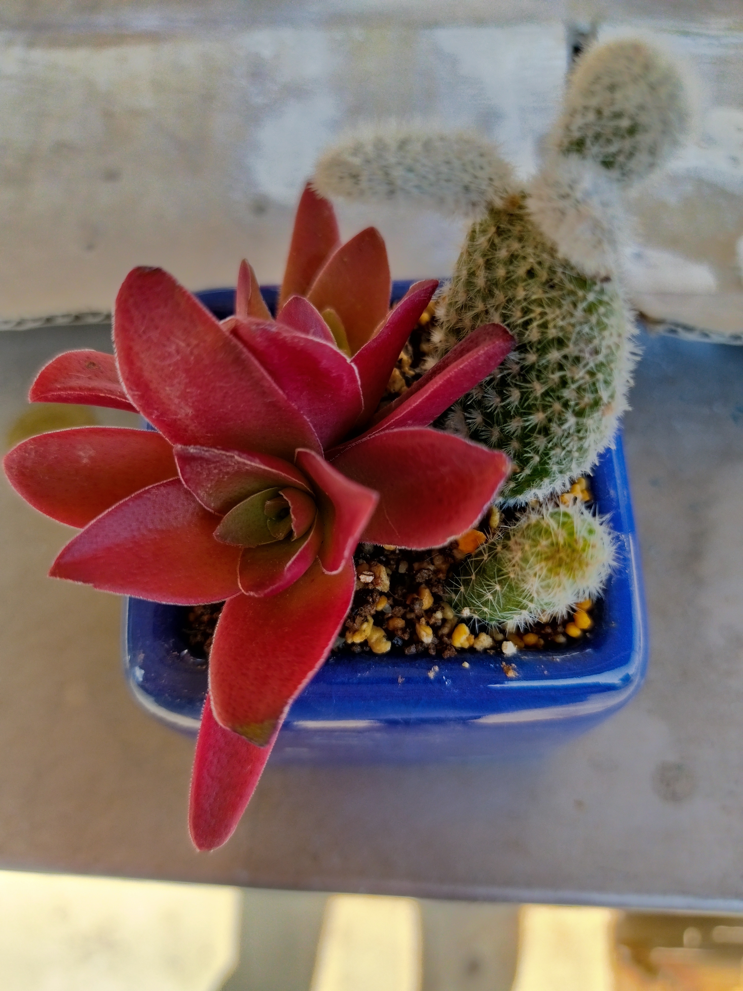 赤と緑の多肉植物*5 赤と緑の多肉植物*5 赤と緑の多肉植物*5 赤と緑の多肉植物*5