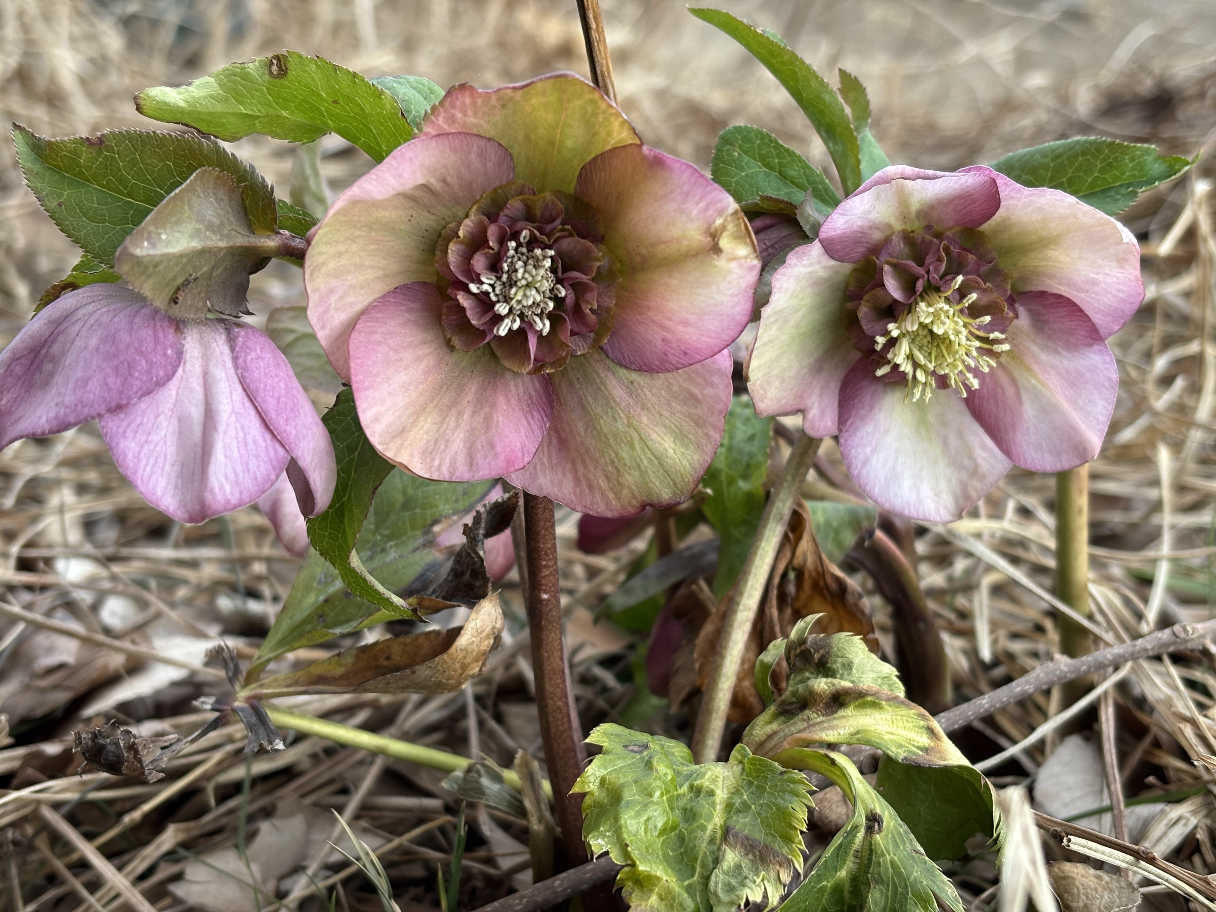 本日のクリスマスローズ⑦ | CAINZ DIY Square