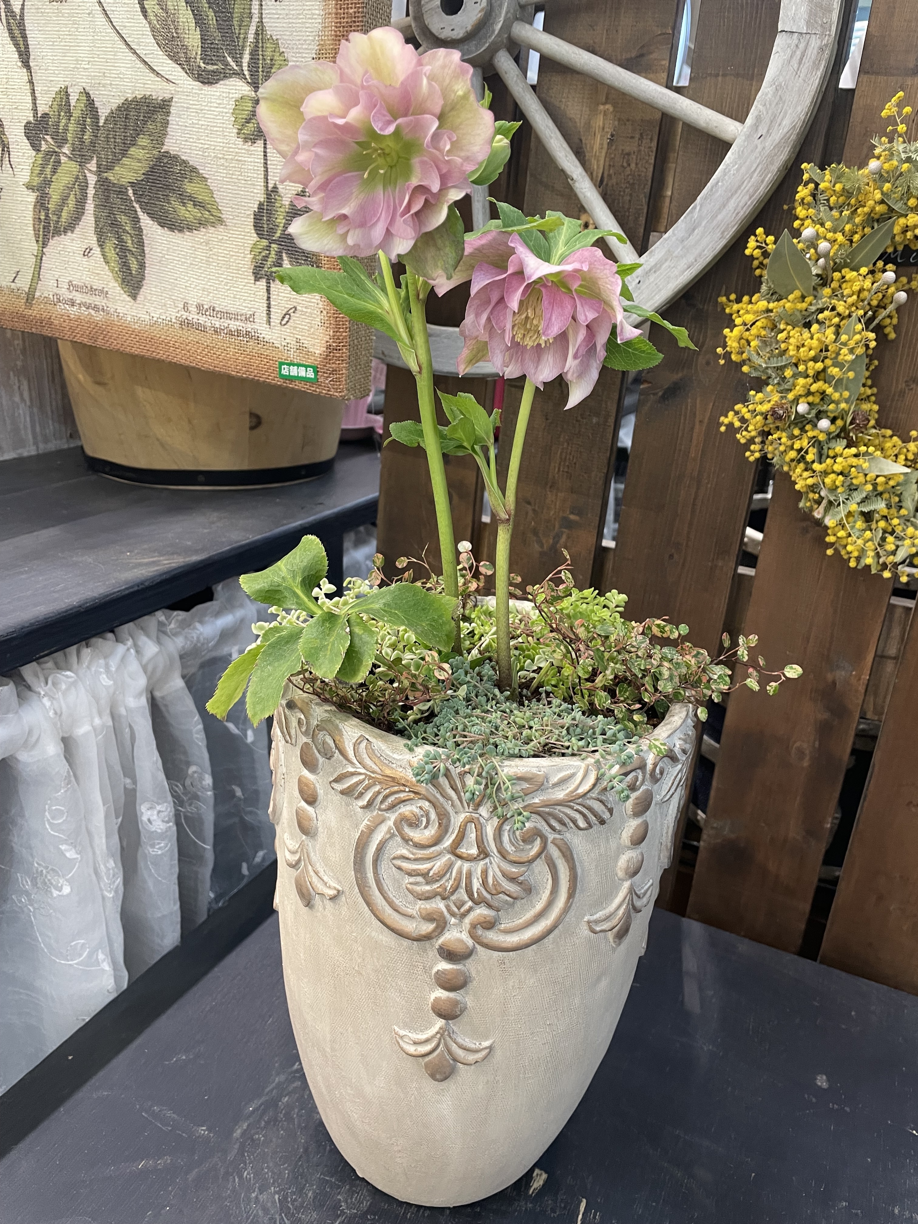 クリスマスローズの寄せ植え(グリーンワークシ | CAINZ DIY Square