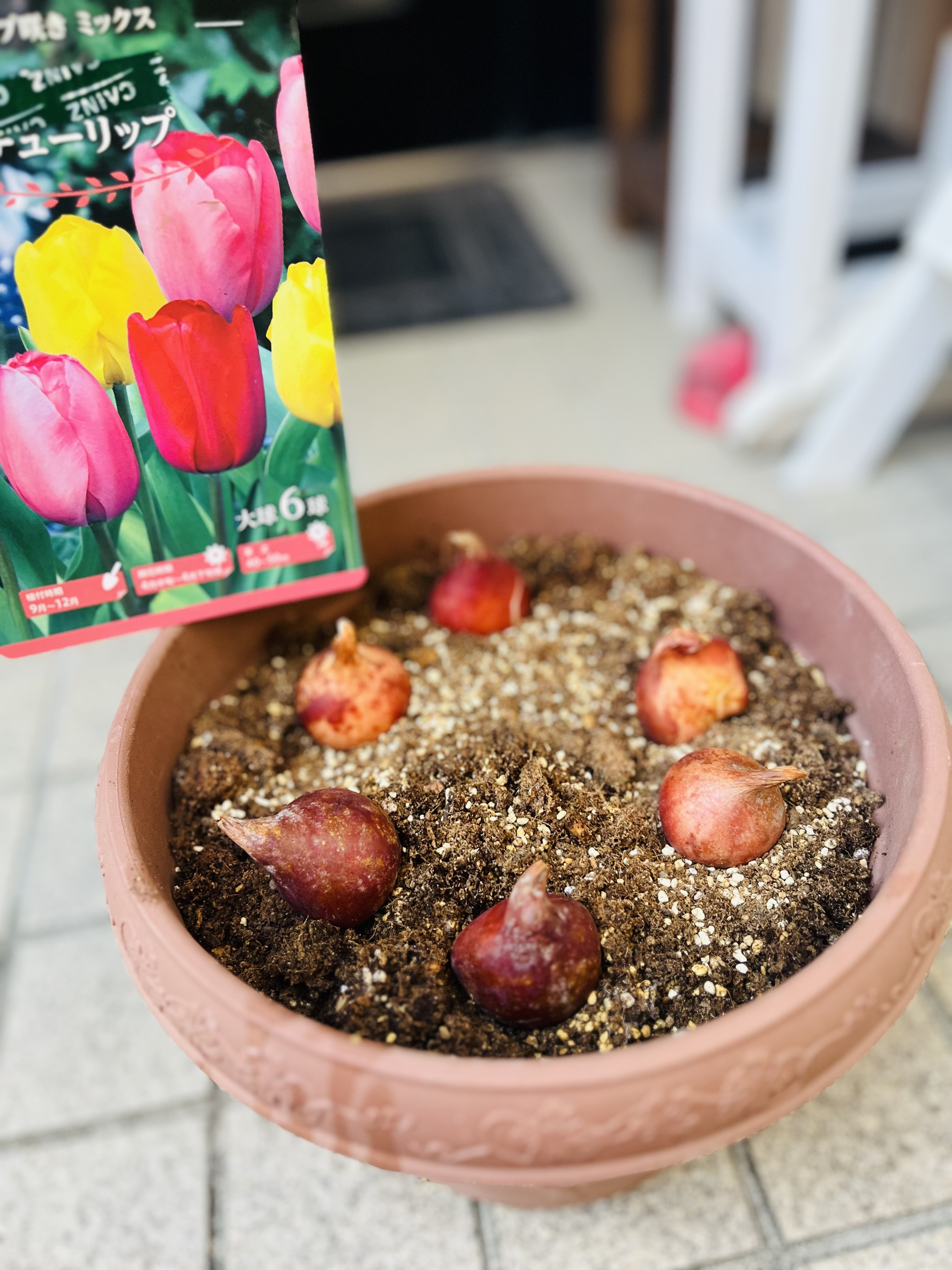 早々とチューリップ | CAINZ DIY Square