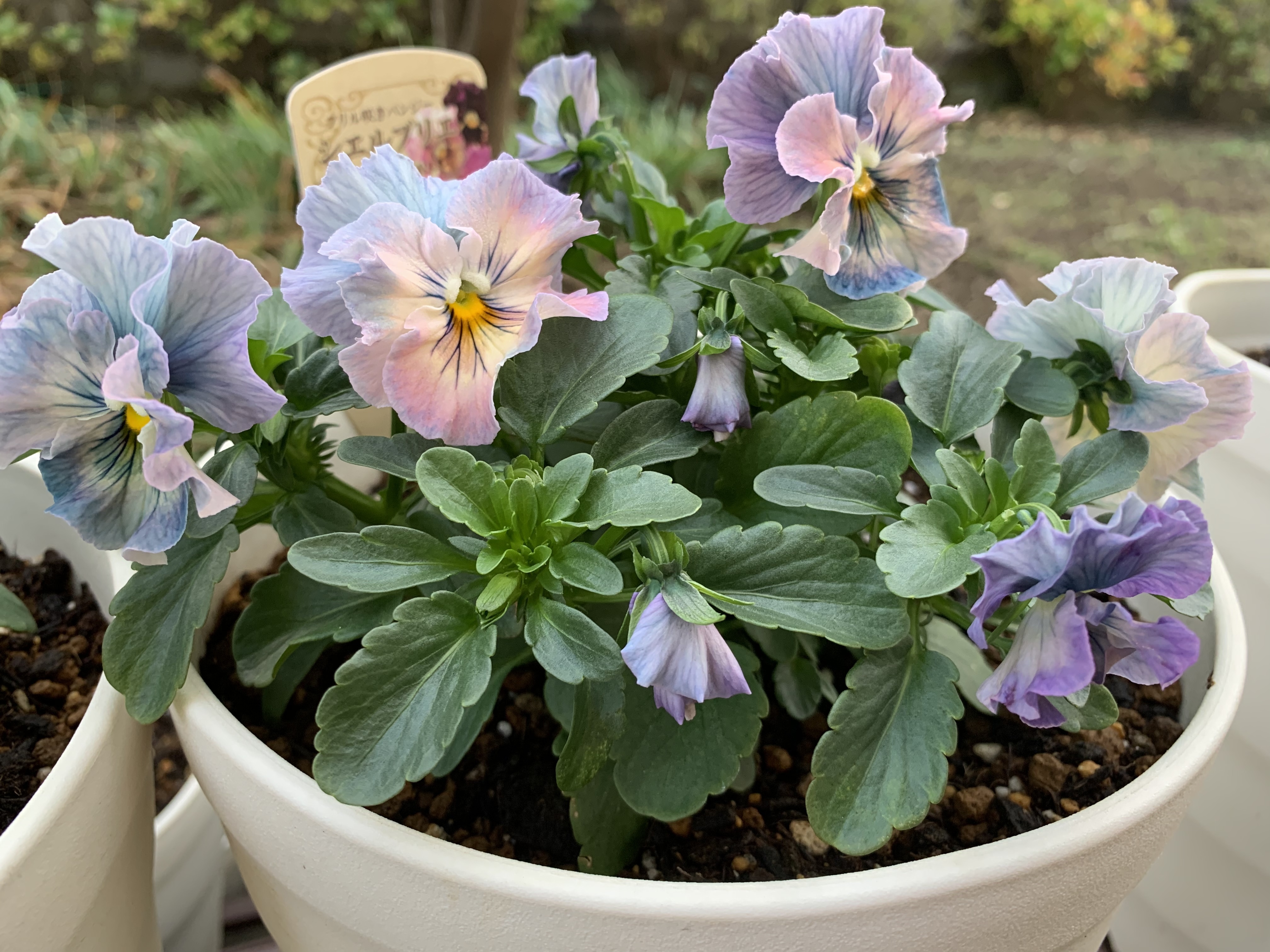 パンジー シエルブリエ | CAINZ DIY Square