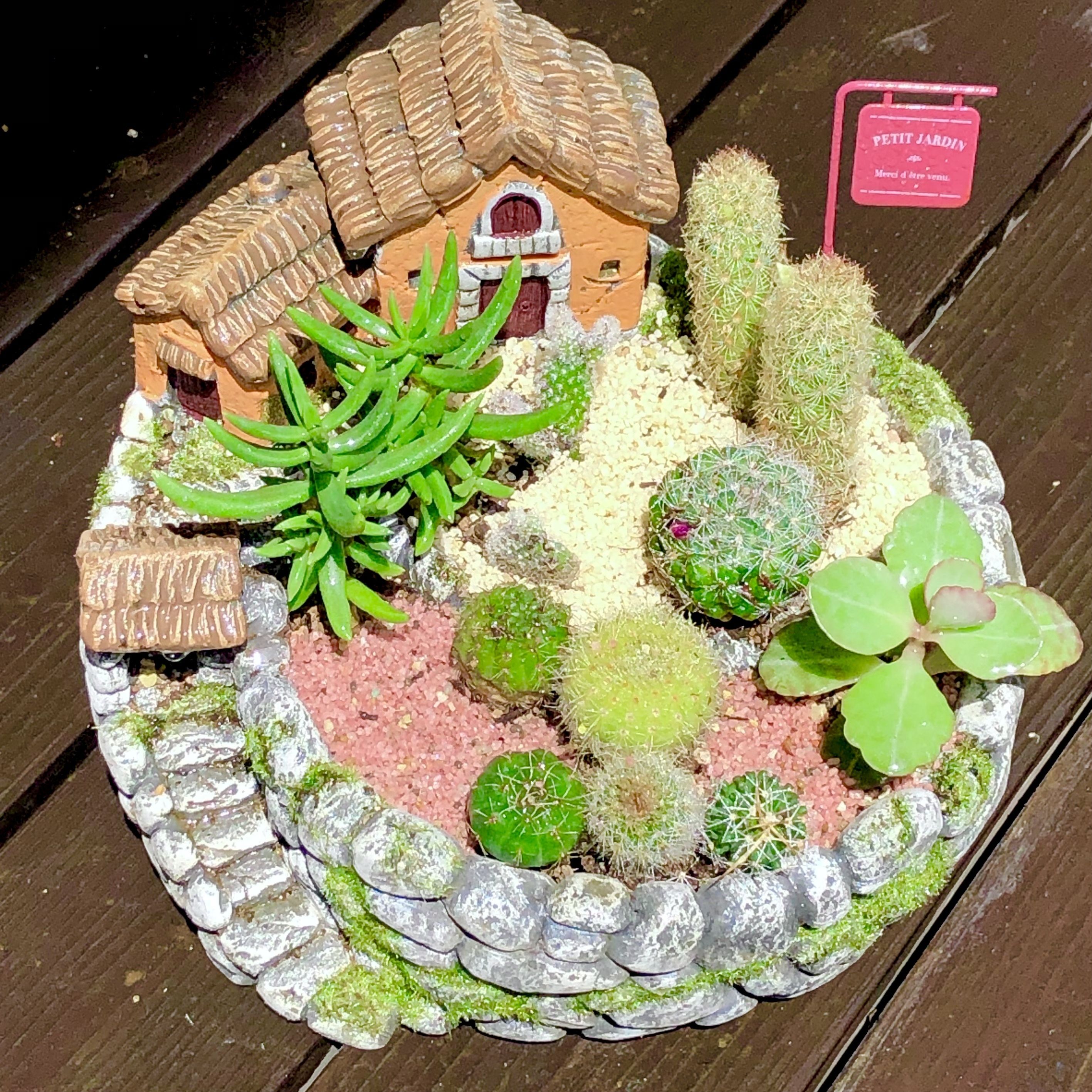 サボテンと多肉植物の寄せ植え🪴 | CAINZ DIY Square