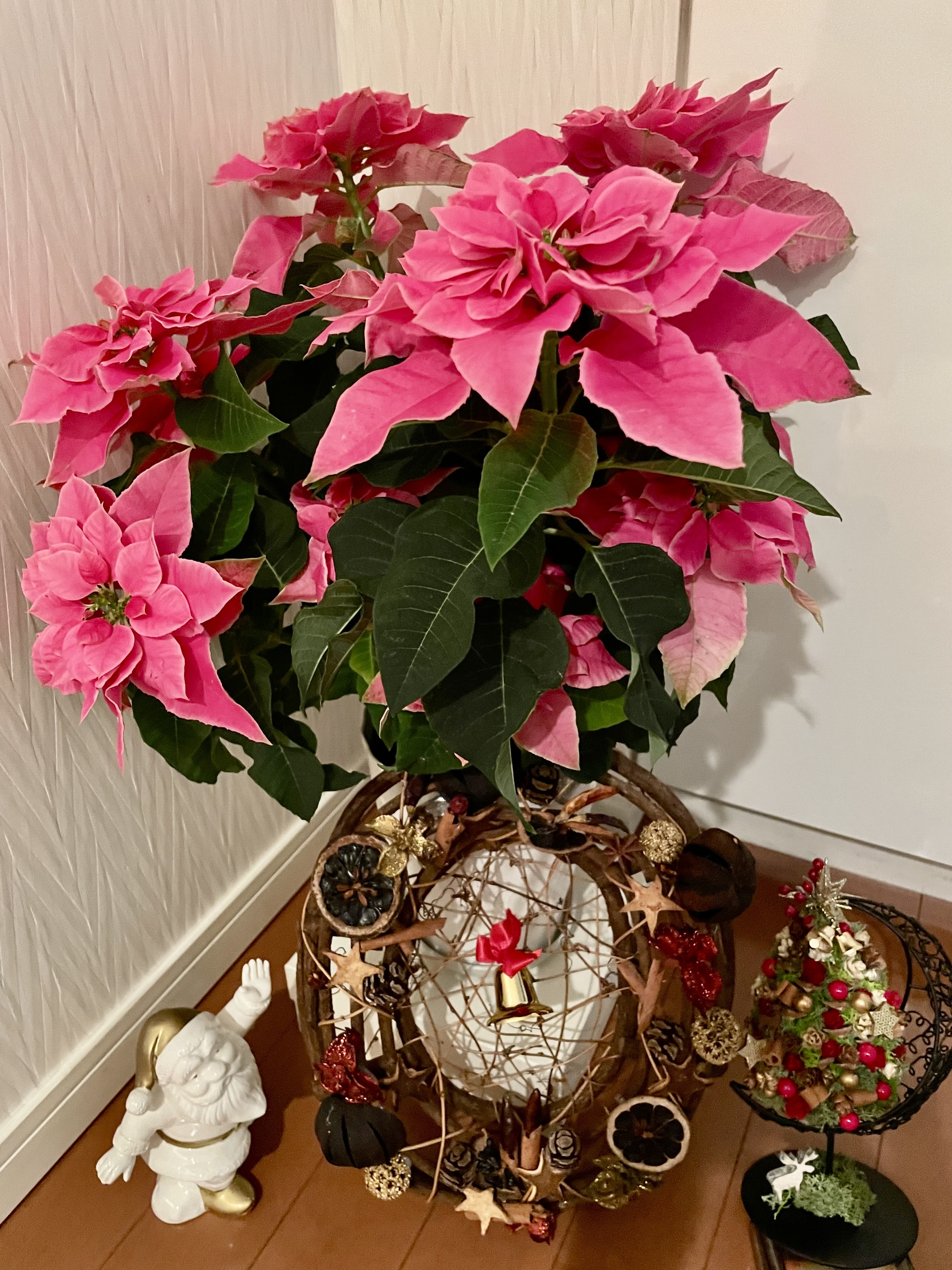 ピンク🩷八重のポインセチア | たまがわLOOP オンライン