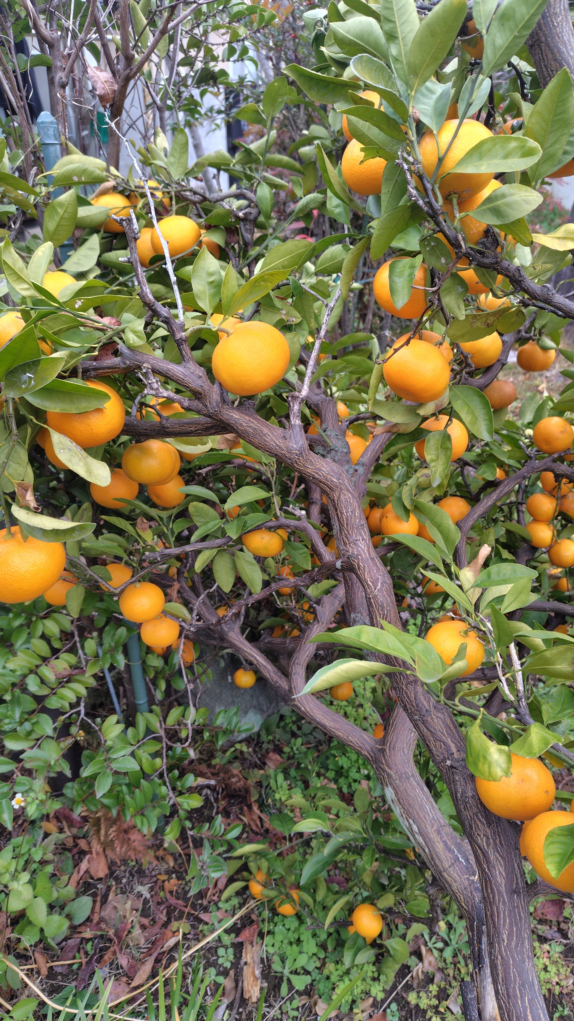 みかん🍊 | CAINZ DIY Square