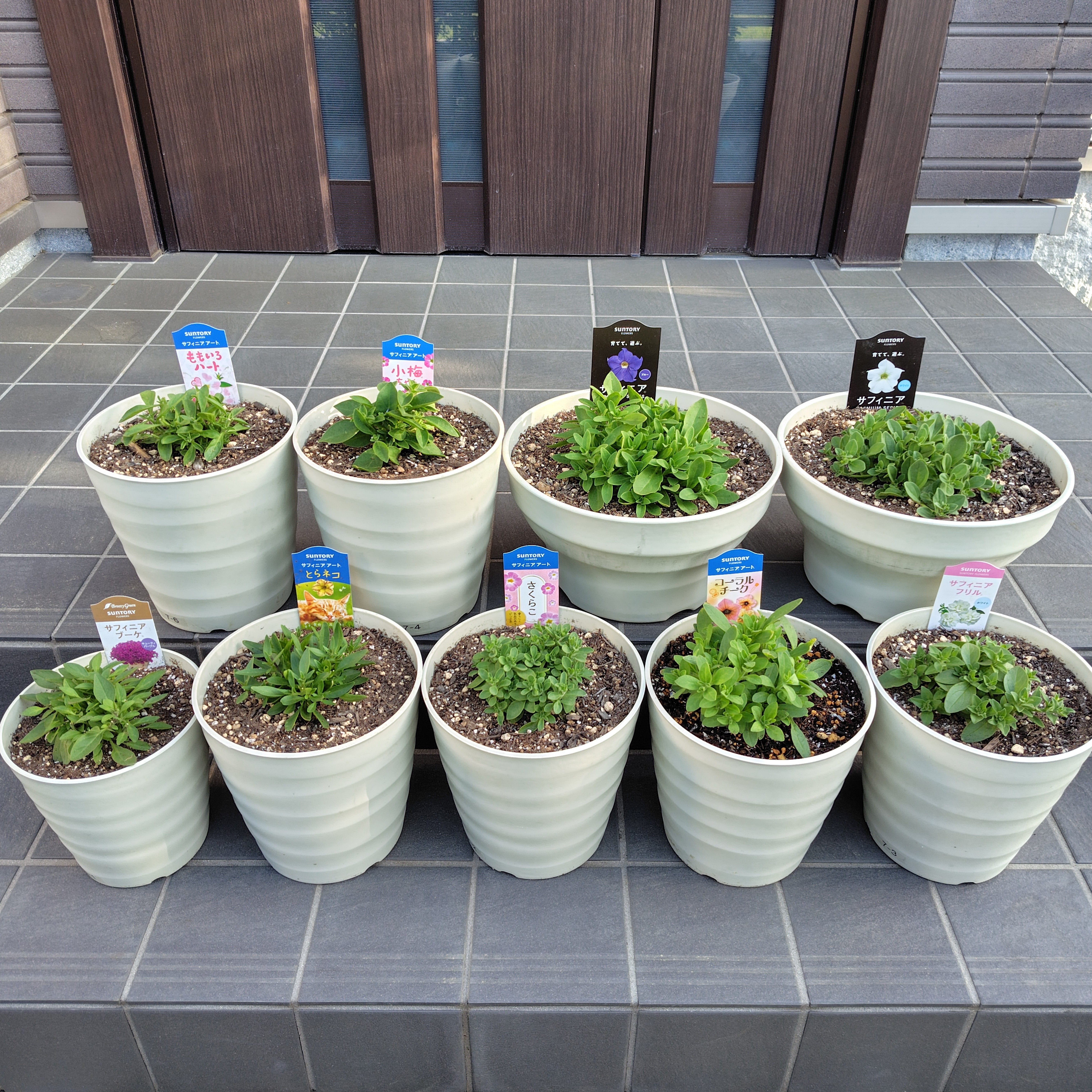 サフィニアの植え付け | SUNSUNガーデン
