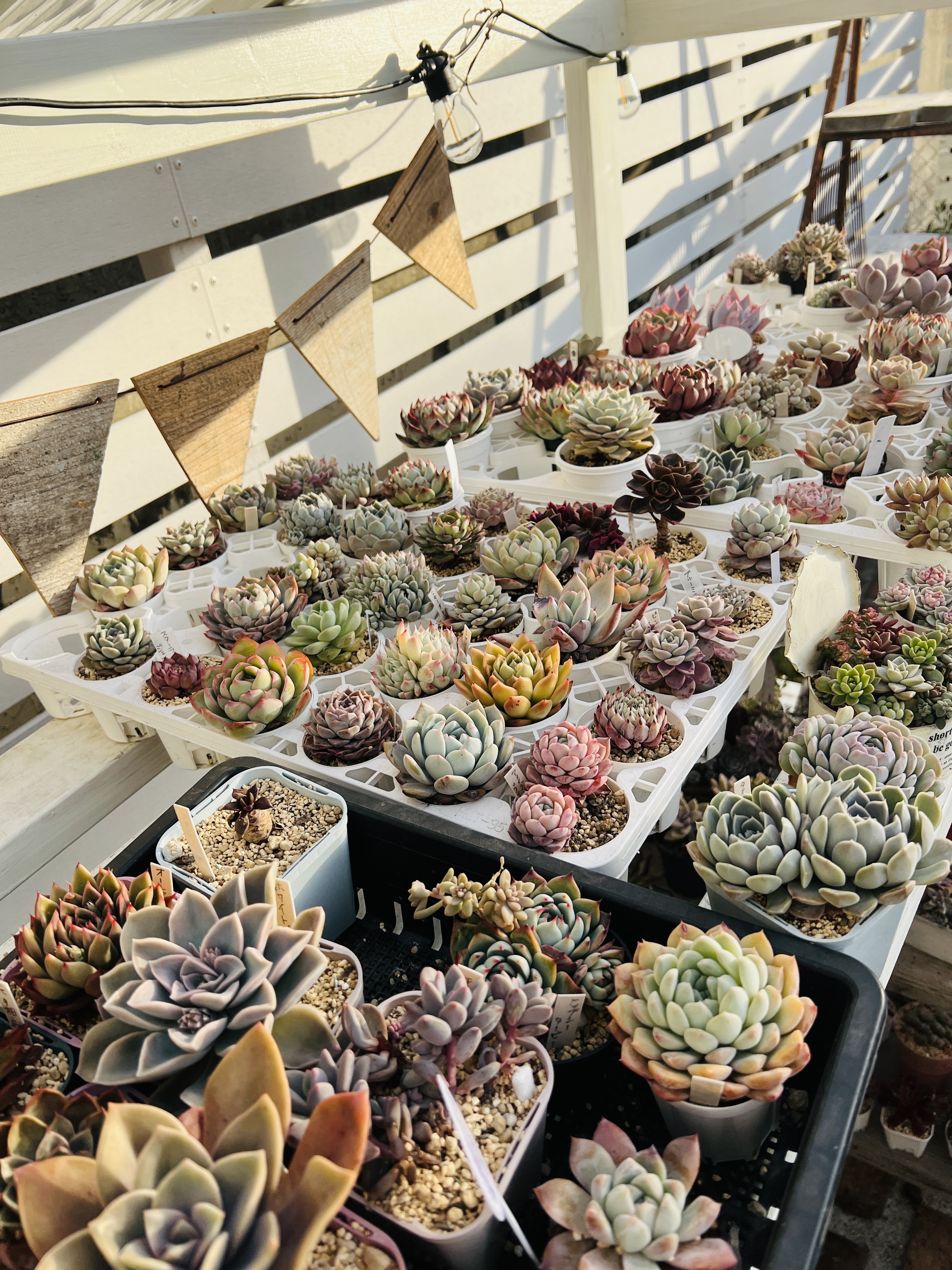 今朝の多肉棚の様子 | CAINZ DIY Square