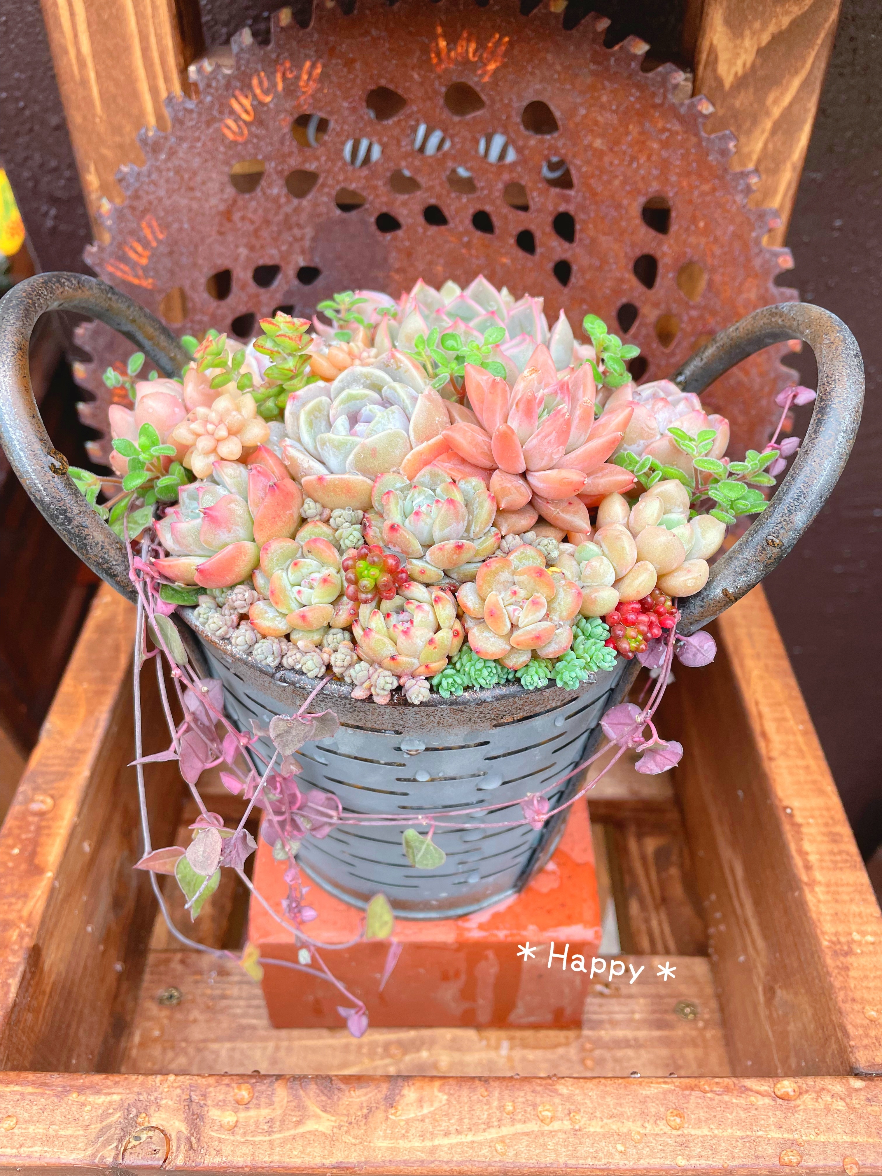 ブリキ鉢に多肉の寄せ植え❤️ | CAINZ DIY Square