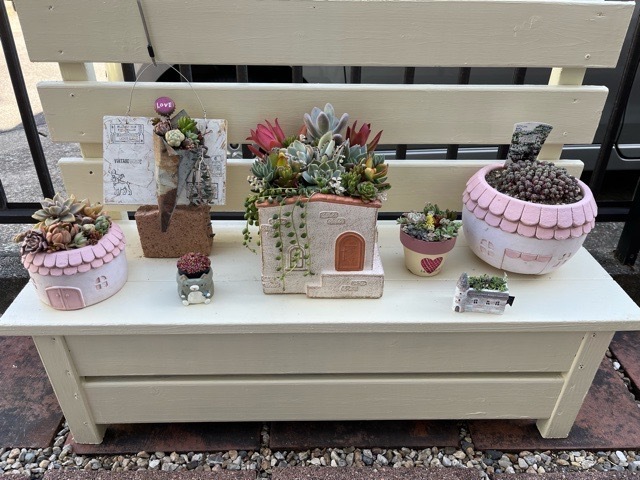 専用コーナー 多肉植物 多肉植物寄せ植えコーナー | CAINZ DIY Square