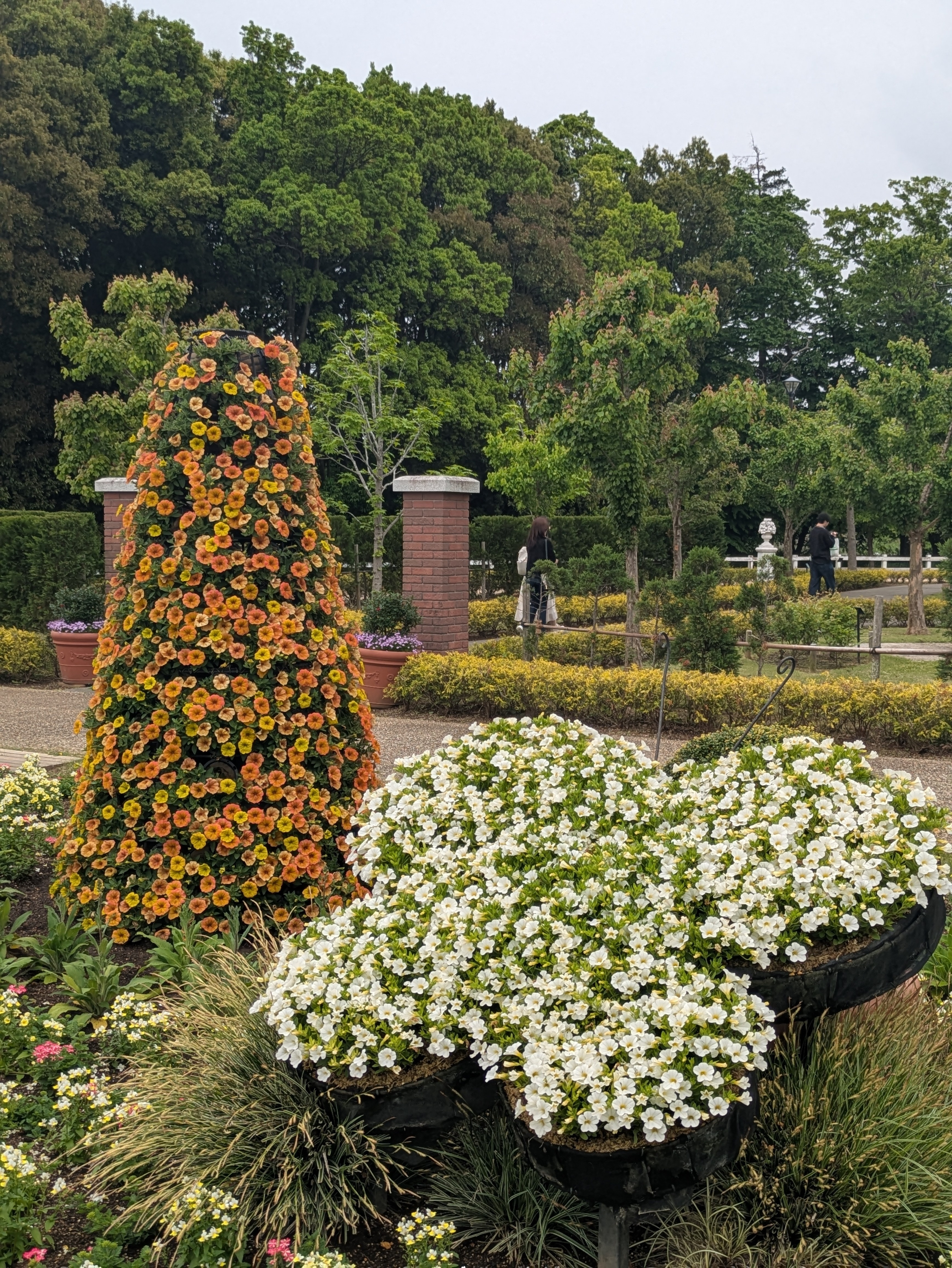 バラ バーミリオン 45センチ20本 切り花 生花 あ - メルカリ