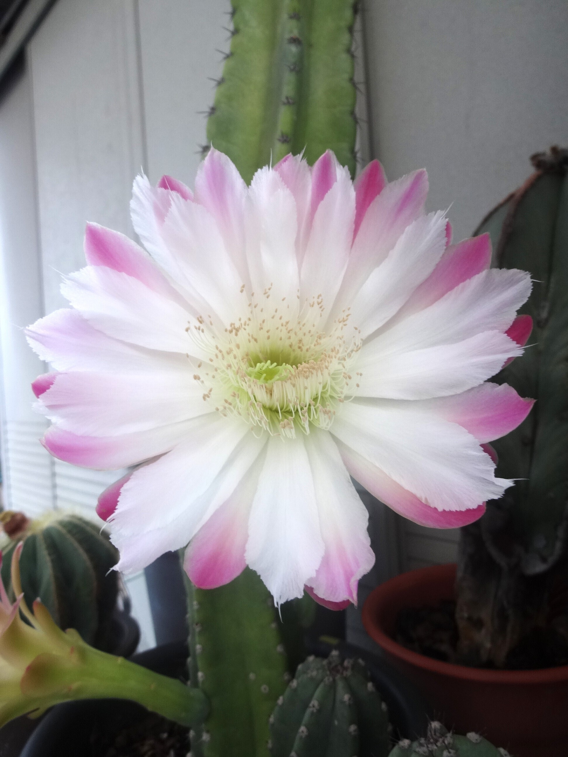 今夏最後の柱サボテン | CAINZ DIY Square