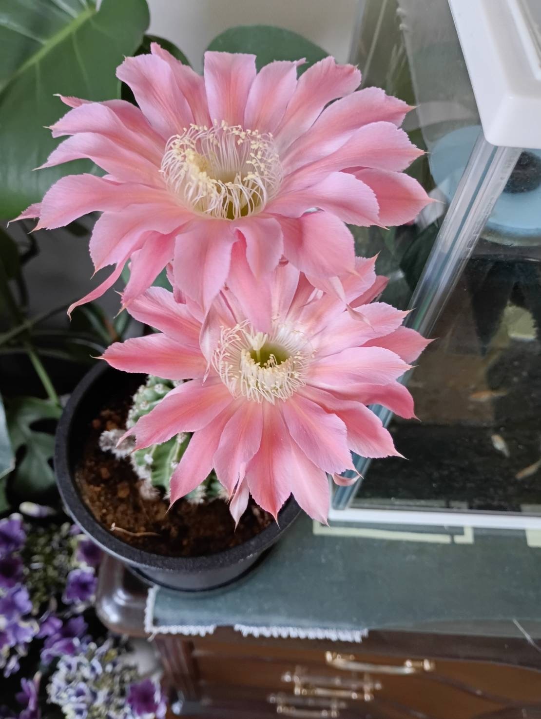 綺麗な花が咲く大きいサボテン サボテンの花 | CAINZ DIY Square