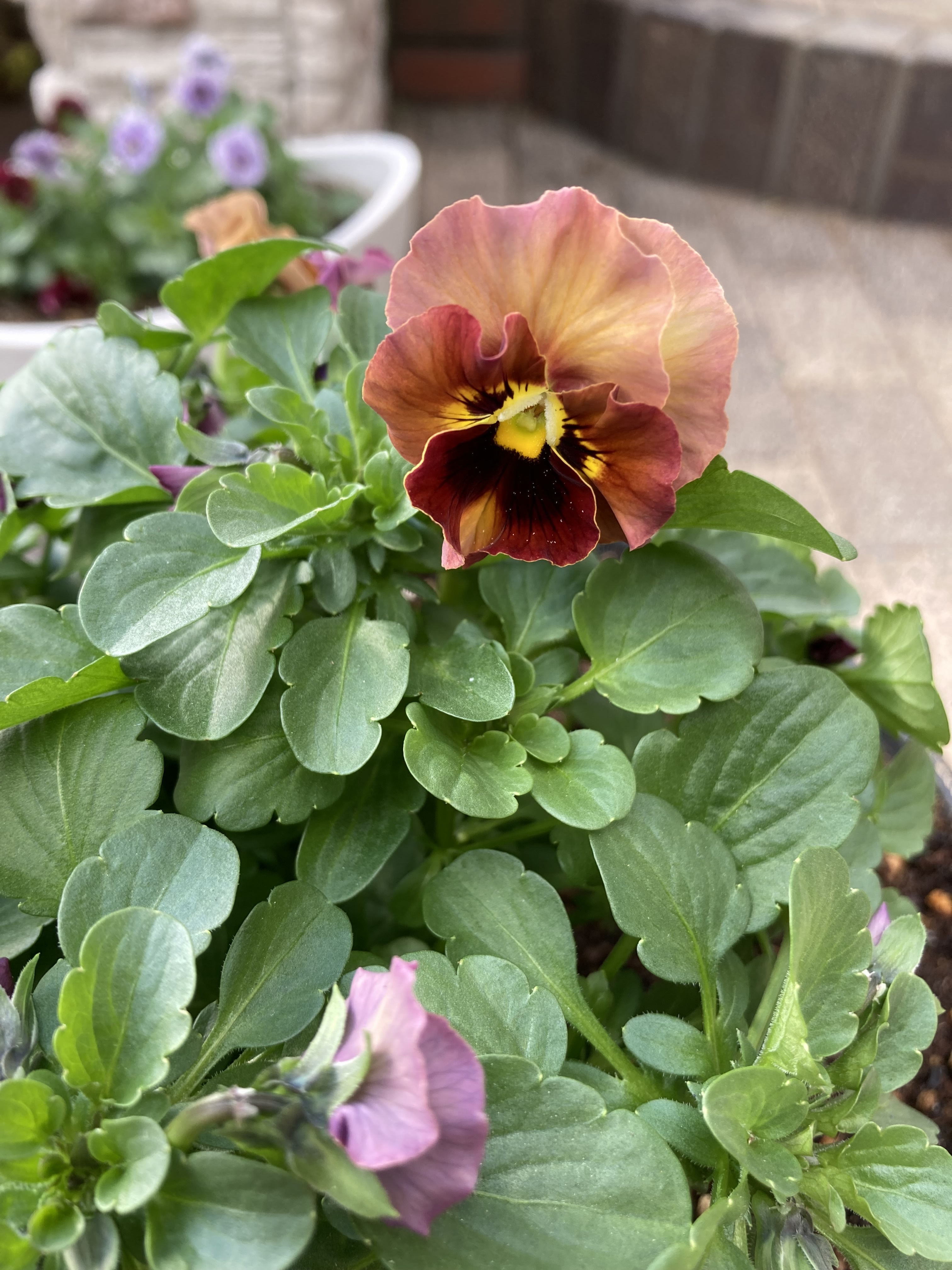 壁掛けお月見ガーランド　秋色紫陽花　パンパスグラス　おたふく南天 壁掛けお月見ガーランド 秋色紫陽花 パンパスグラス おたふく南天