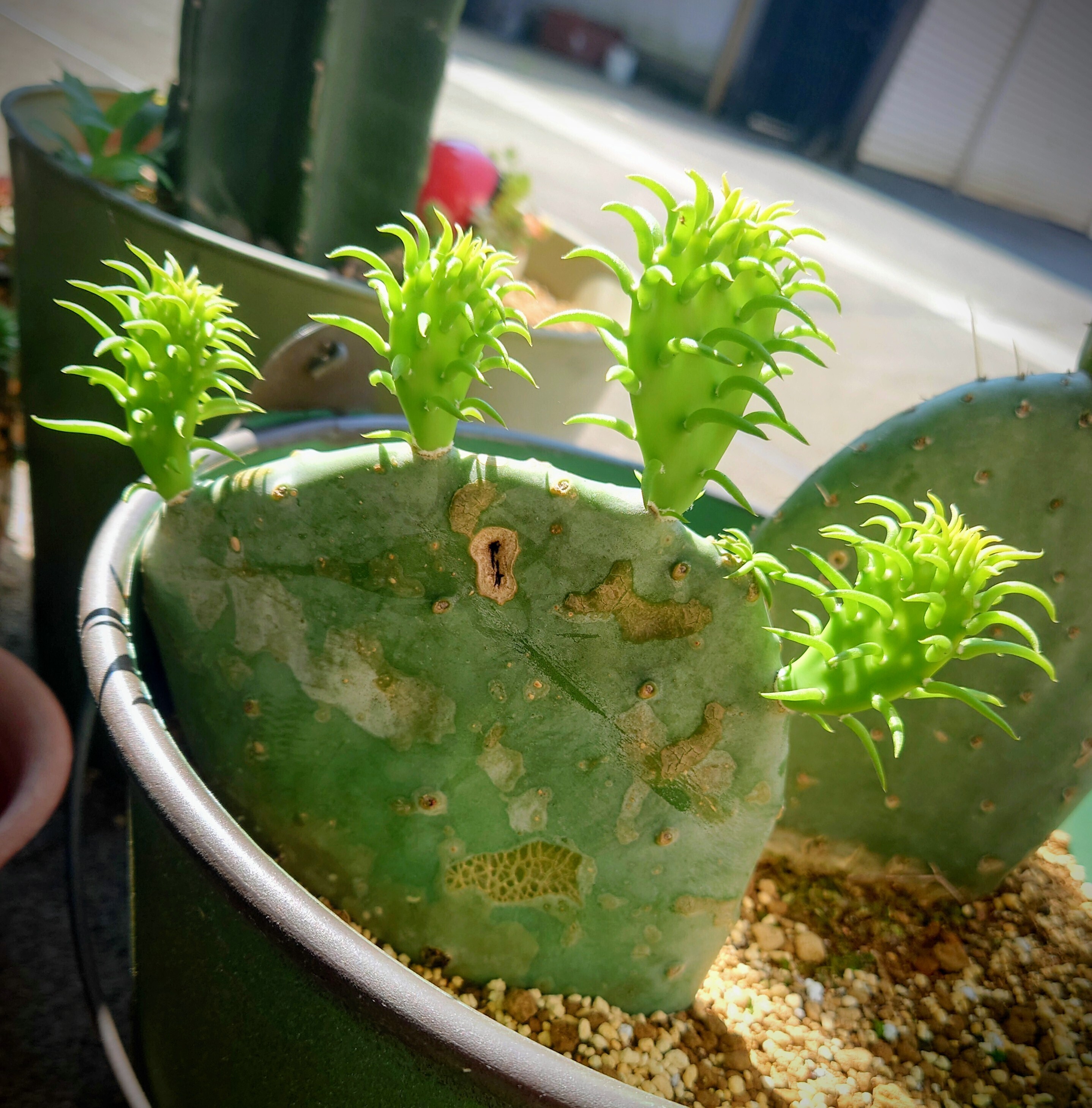 サボテン🌵の成長早っ❗❗ | CAINZ DIY Square