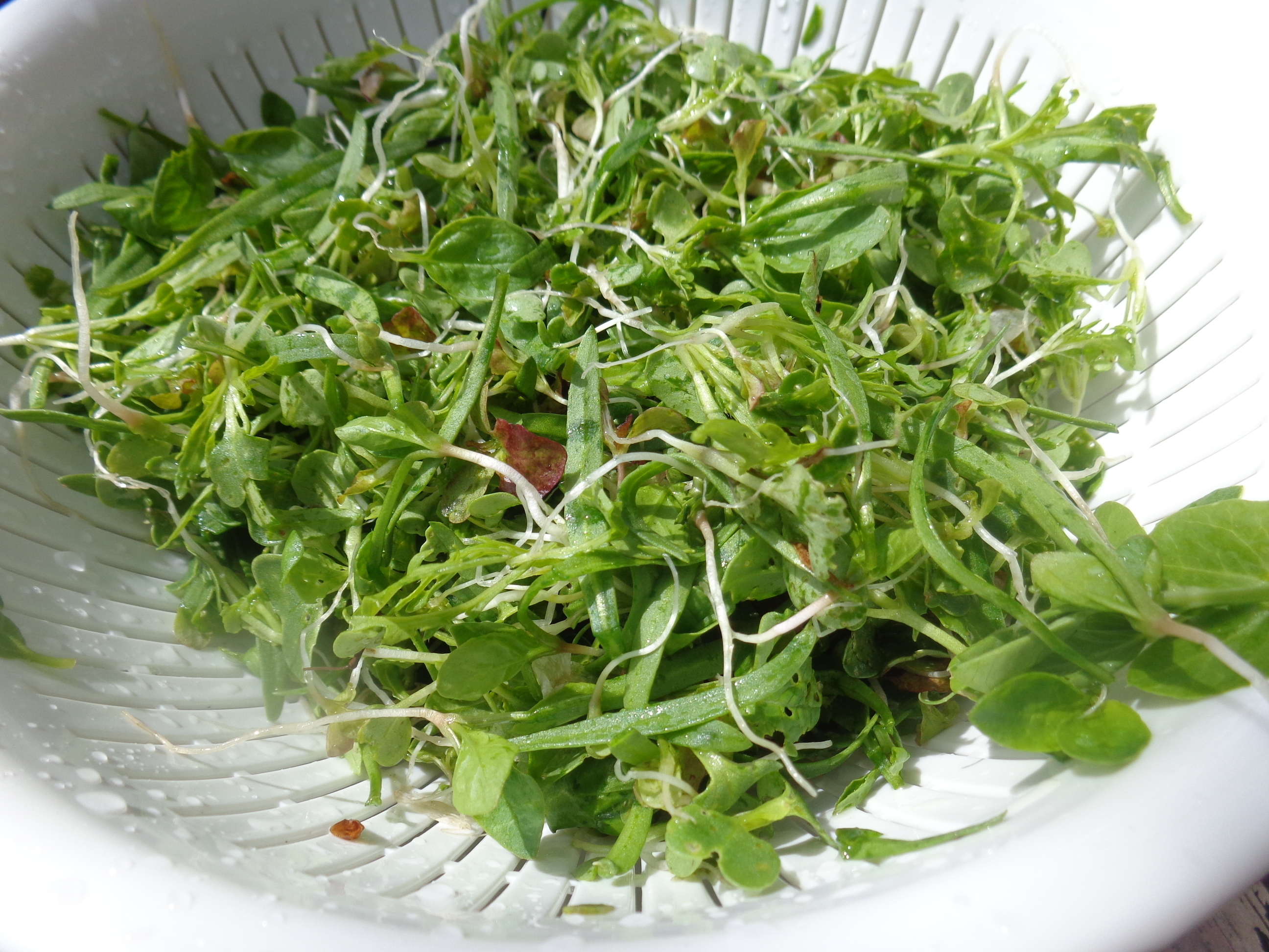 自慢の菜園賞⑩「間引き菜はミックススプラウト | CAINZ DIY Square