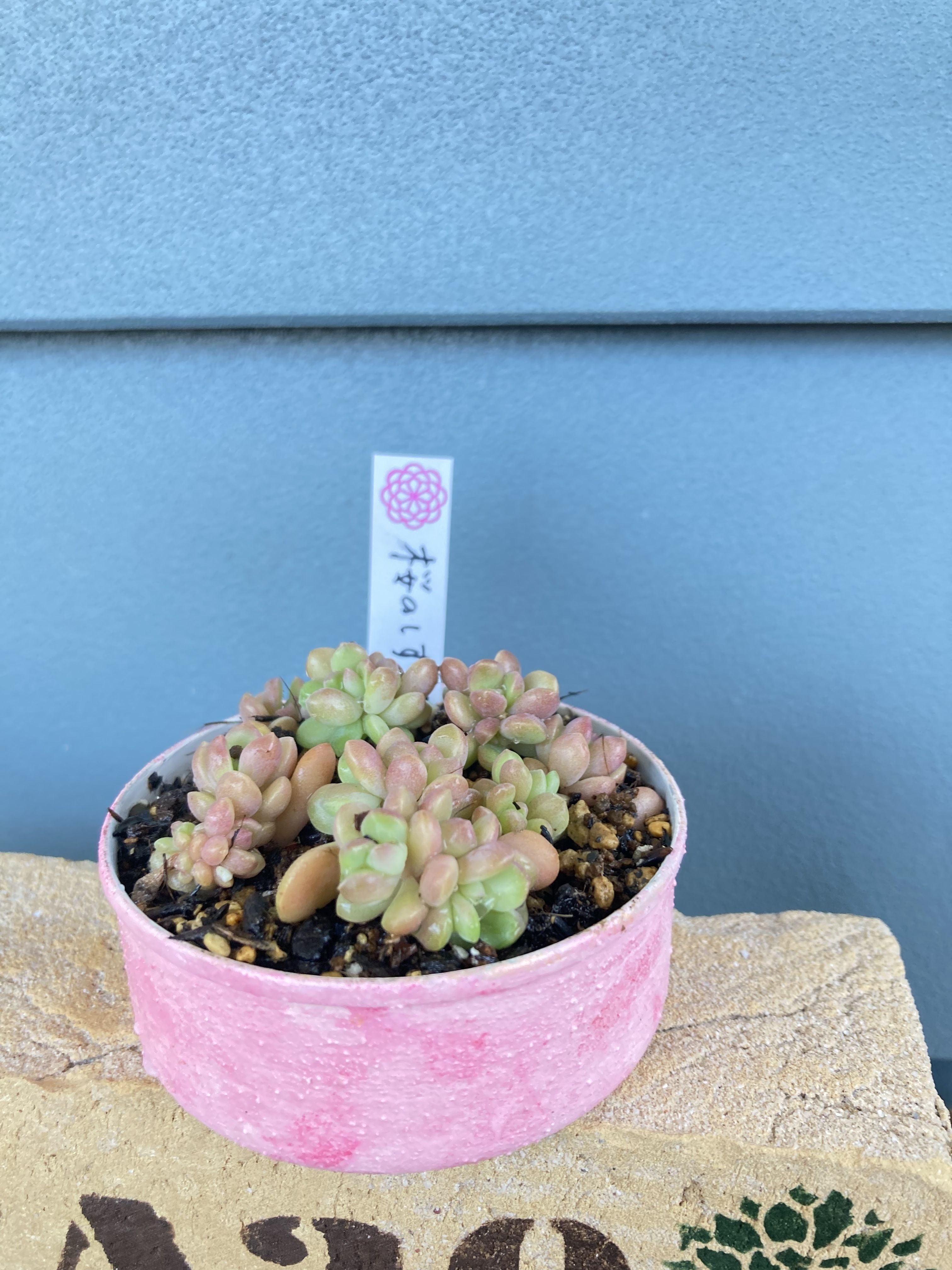 桜のしずく🌸 | CAINZ DIY Square