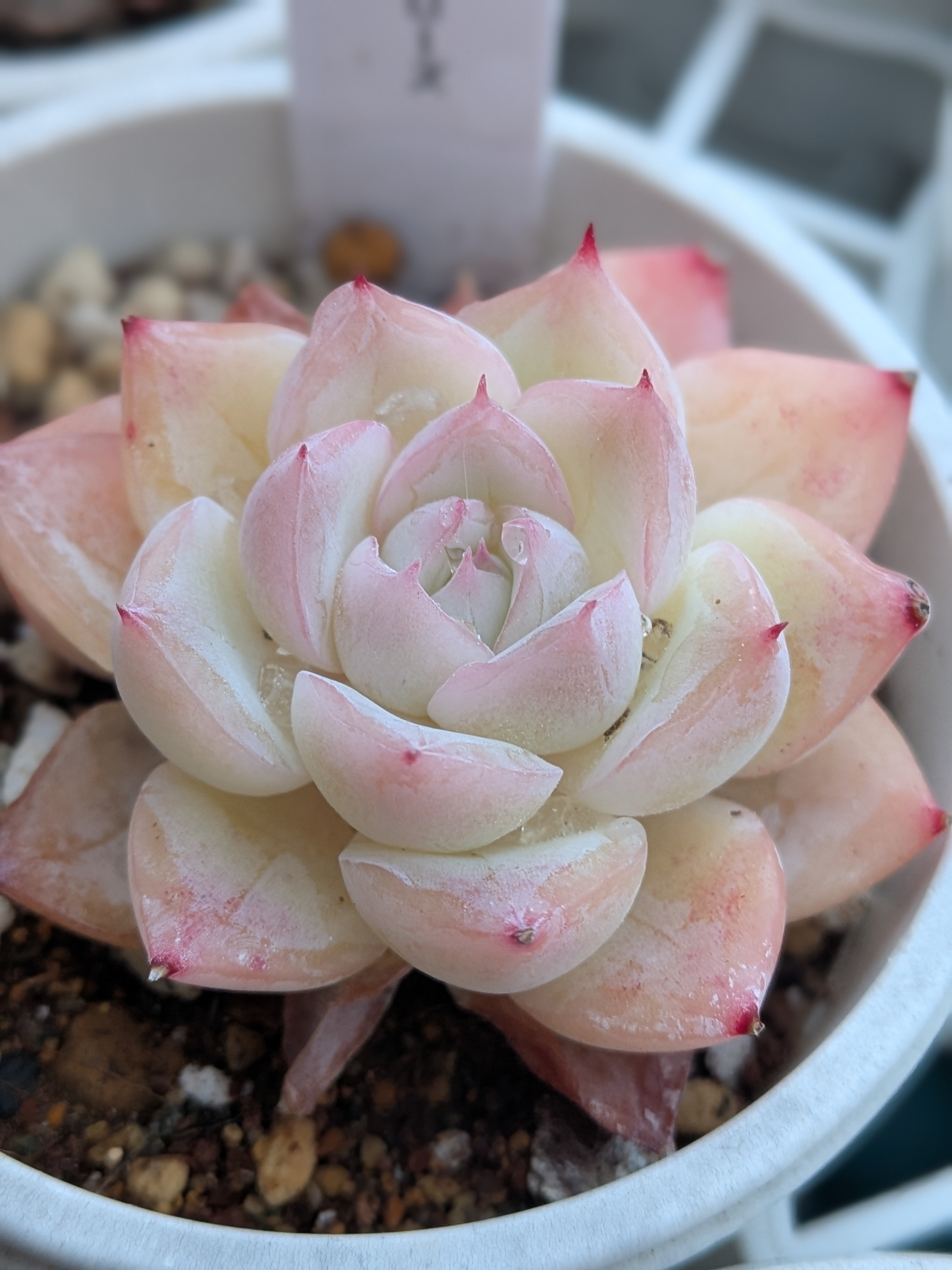 ピンククリスタルローズ💕 | CAINZ DIY Square