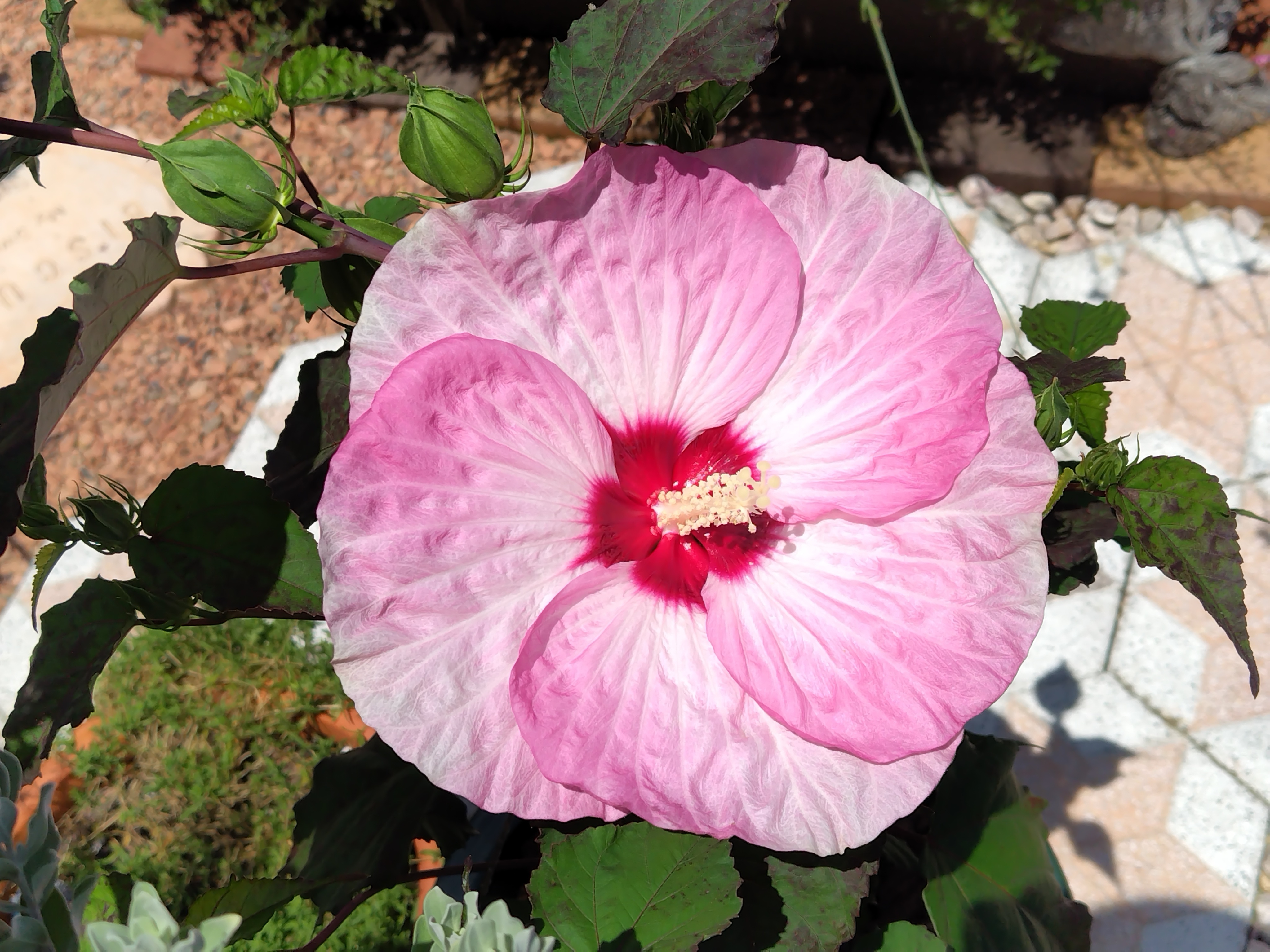 35cf9092-c3f3-416b-a920-