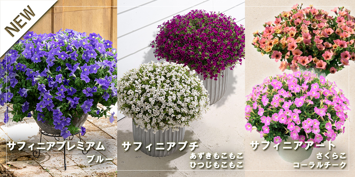 2026年春夏の新商品情報をお届けします！～ | SUNSUNガーデン