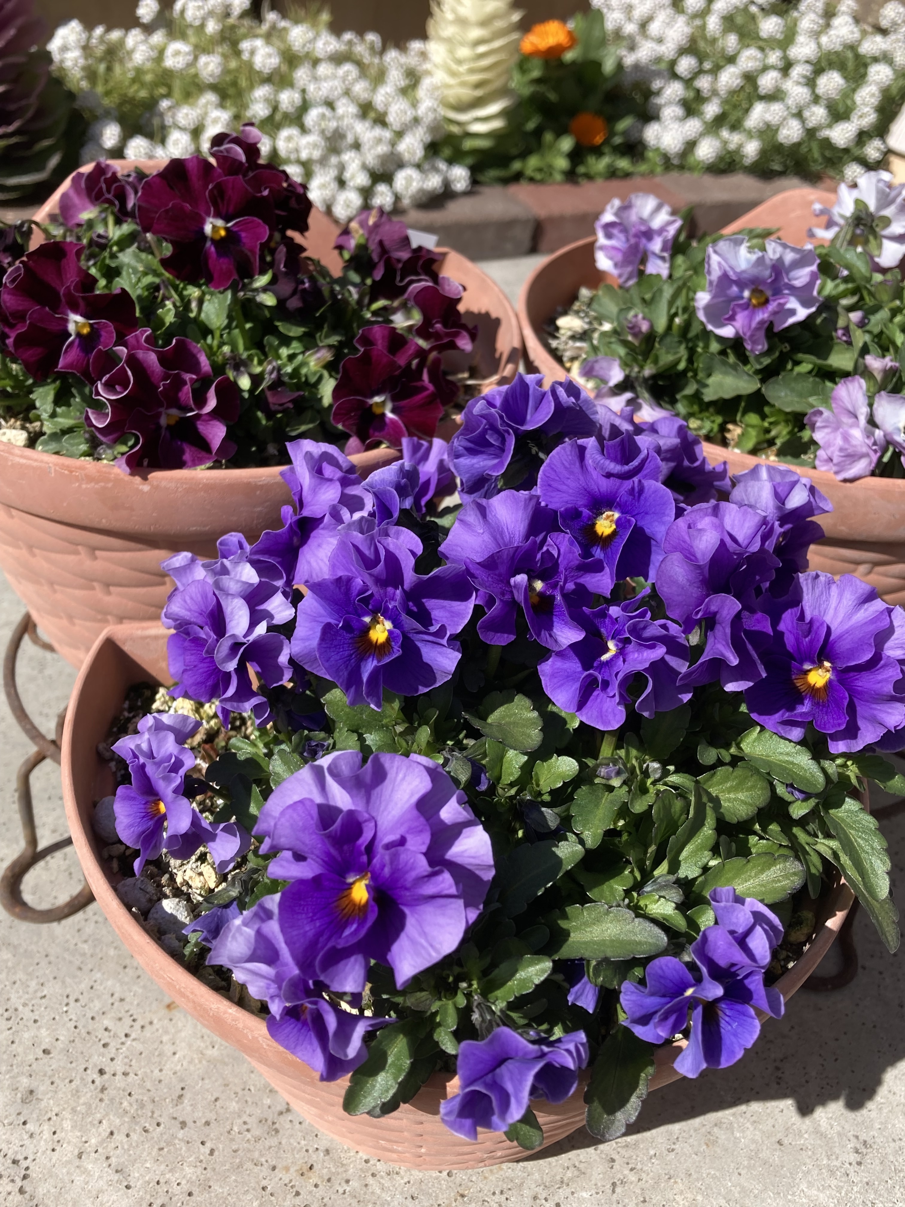 ミルフル三姉妹 | SUNSUNガーデン