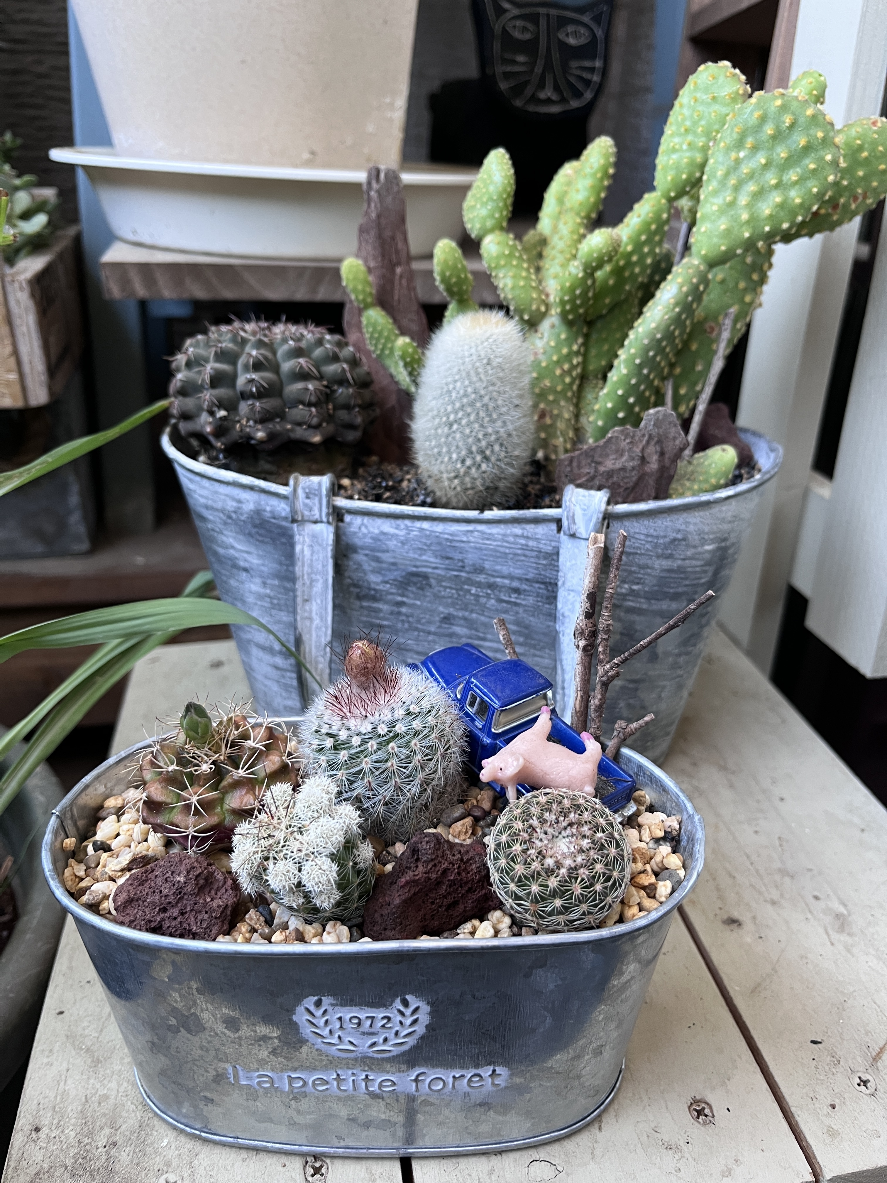 🌵サボテンの寄せ直し🌵 | CAINZ DIY Square